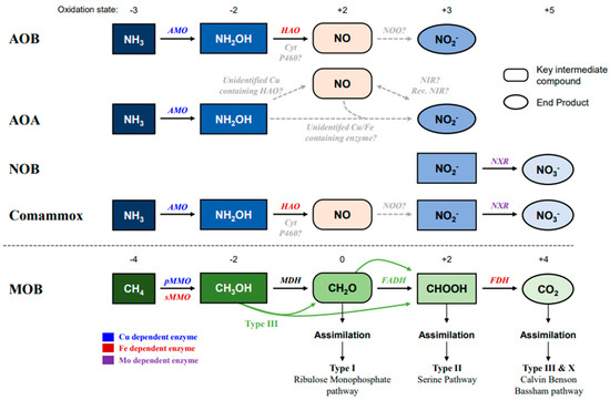 Ecological Aerobic Ammonia and Methane Oxidation Involved