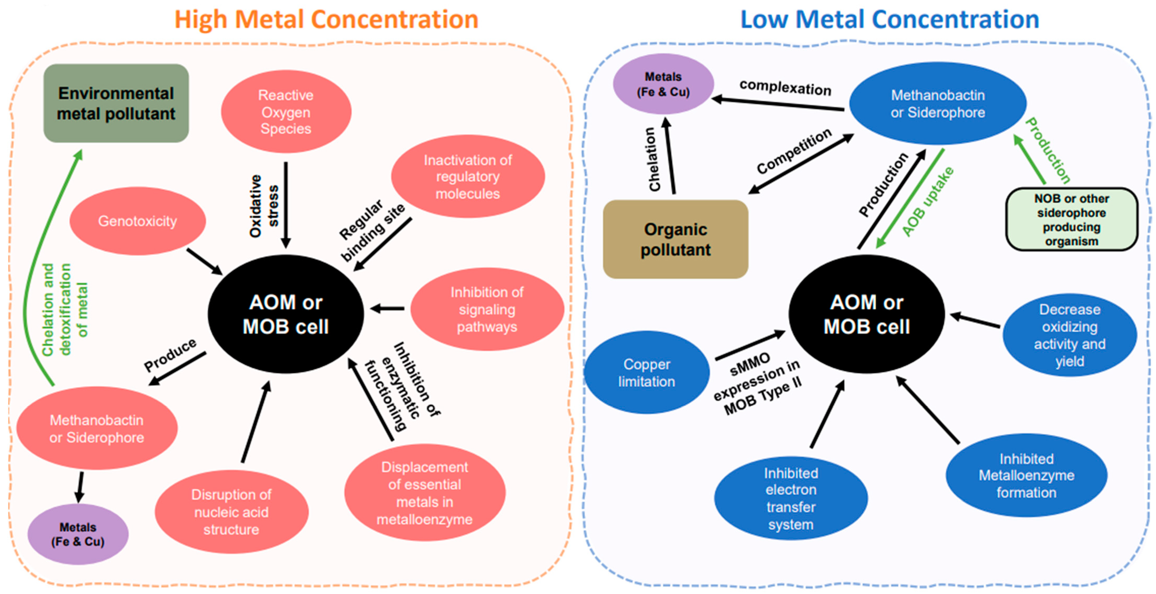Ecological Aerobic Ammonia and Methane Oxidation Involved Key Metal Compounds, Fe and Cu Ecological Aerobic Ammonia and Methane Oxidation Involved Key Metal Compounds, Fe and Cu