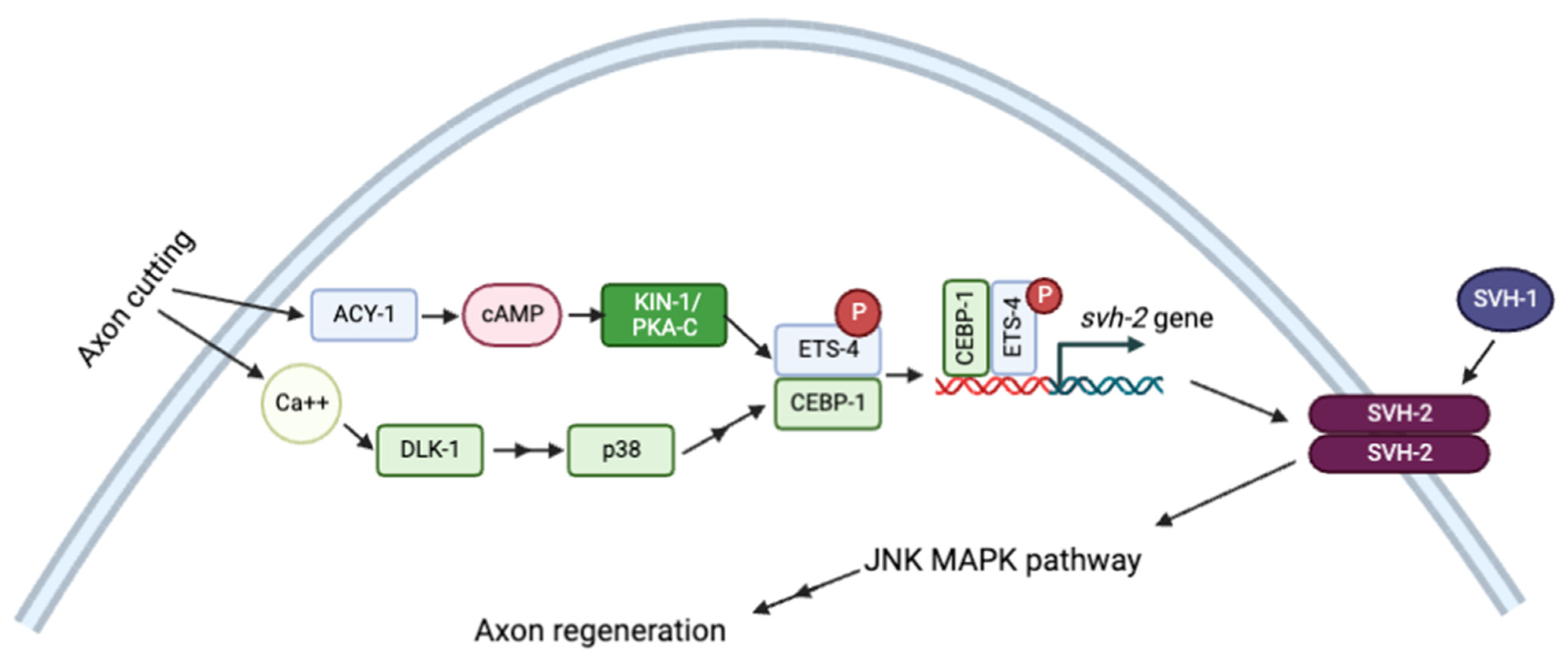 専用ページ1/2 Functional Insights into Protein Kinase A (PKA) Signaling