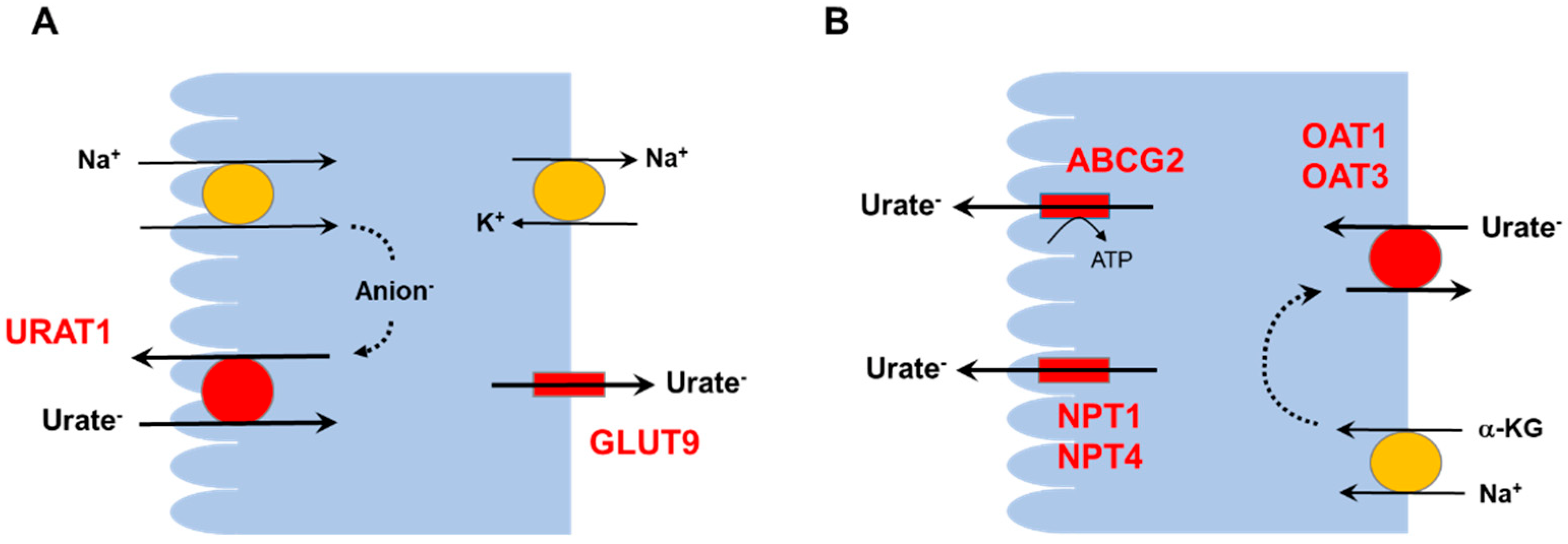 sodium urate in urine