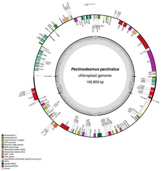 Structure and Phylogeny of Chloroplast and Mitochondrial