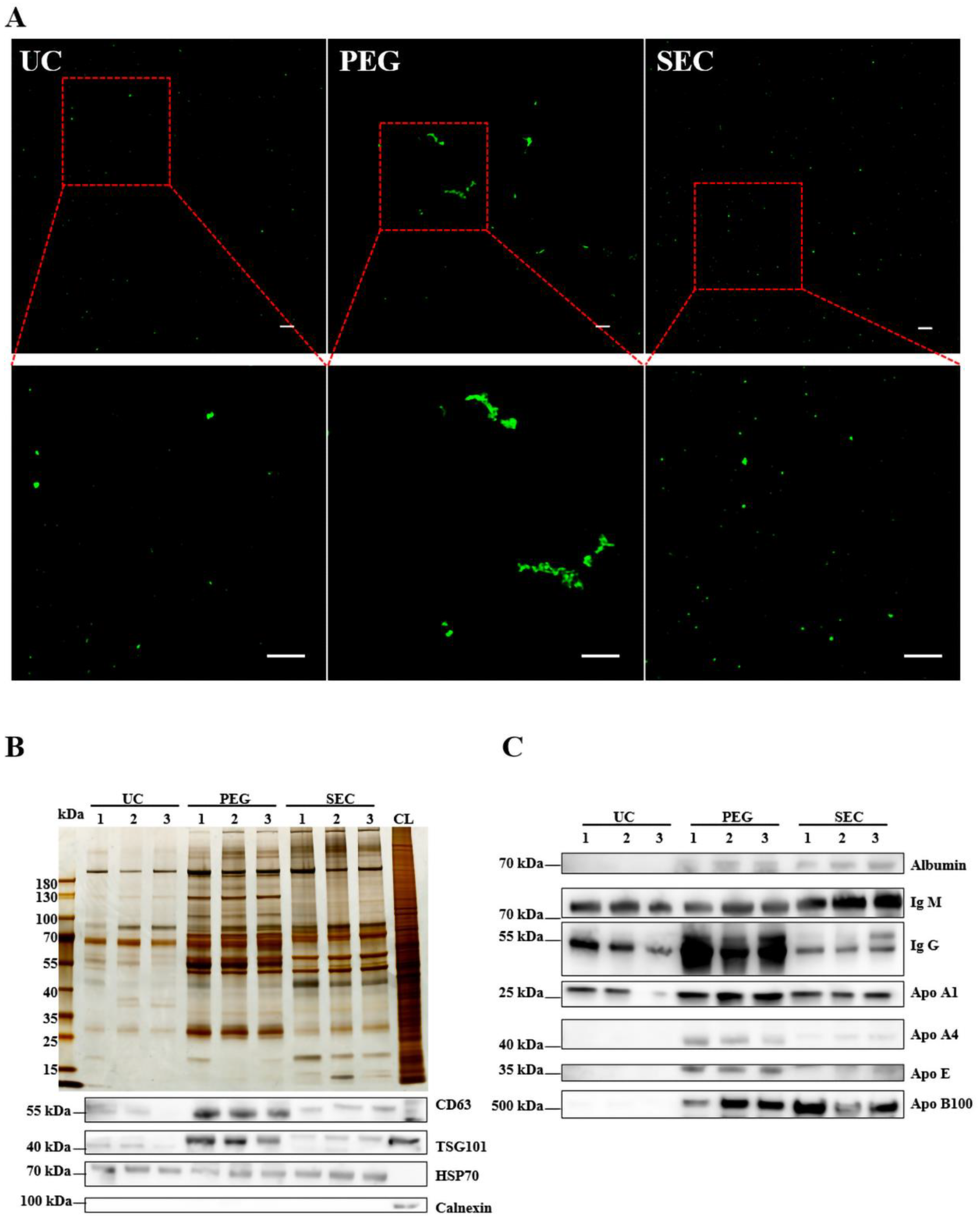 Life 12 01942 g003 Life 12 01942 g003