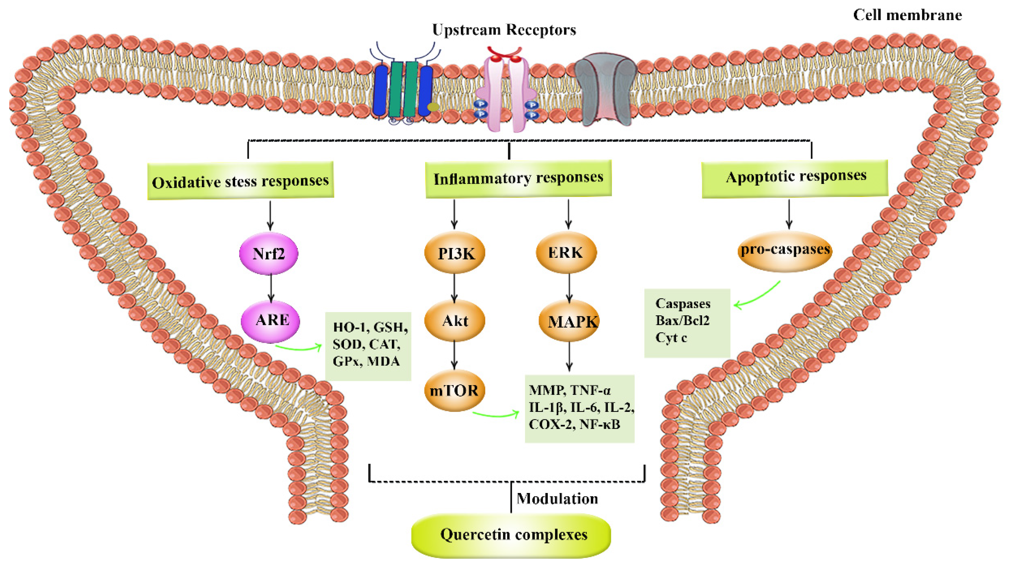 Life 12 01960 g003 Life 12 01960 g003