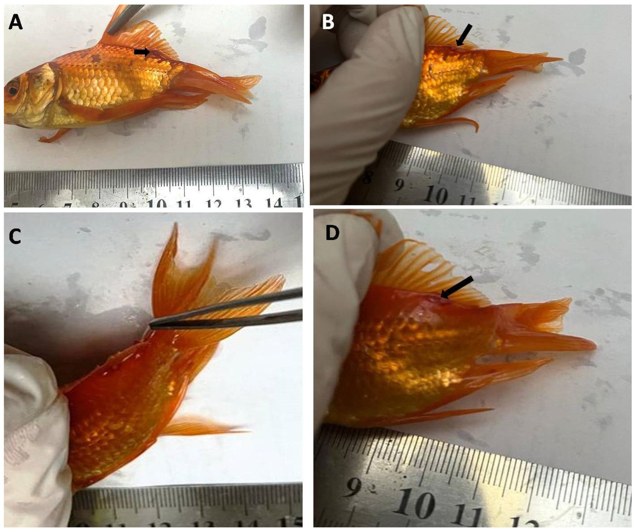 Life 12 02054 g002 Life 12 02054 g002