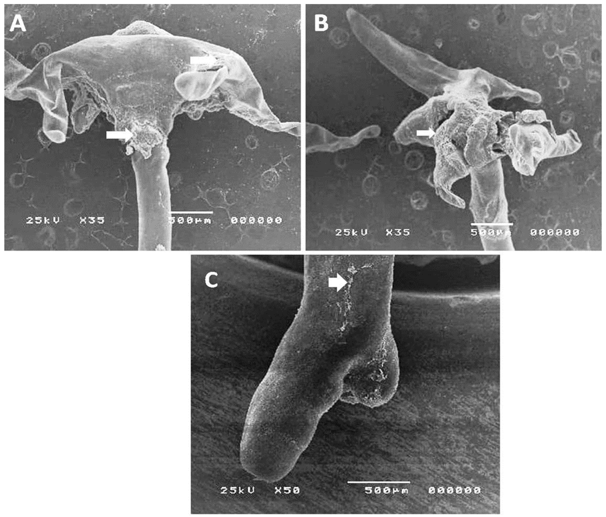 Life 12 02054 g003 Life 12 02054 g003