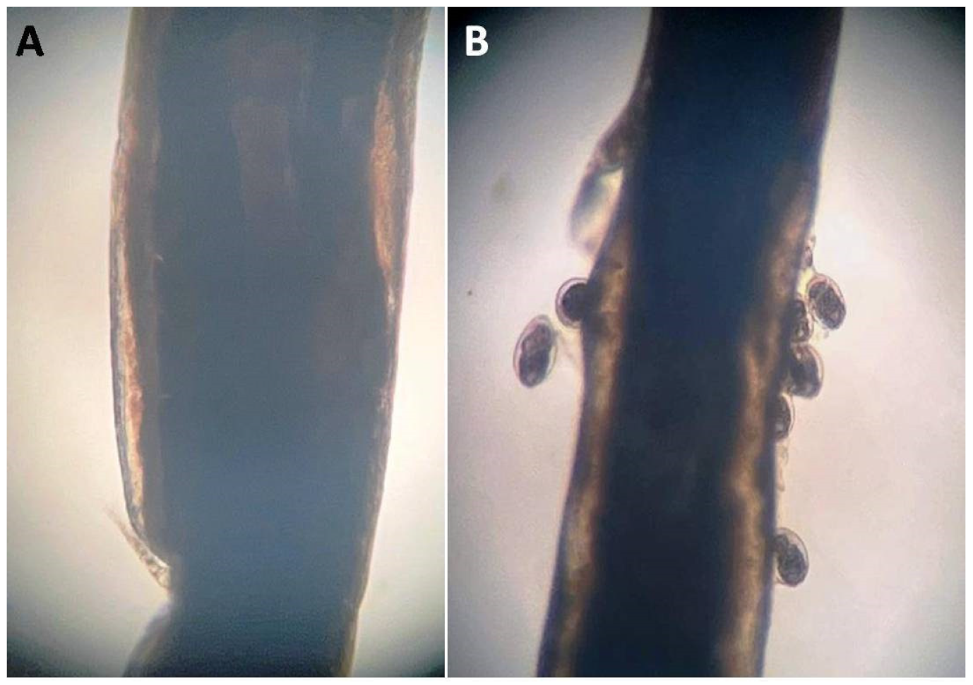 Life 12 02054 g004 Life 12 02054 g004