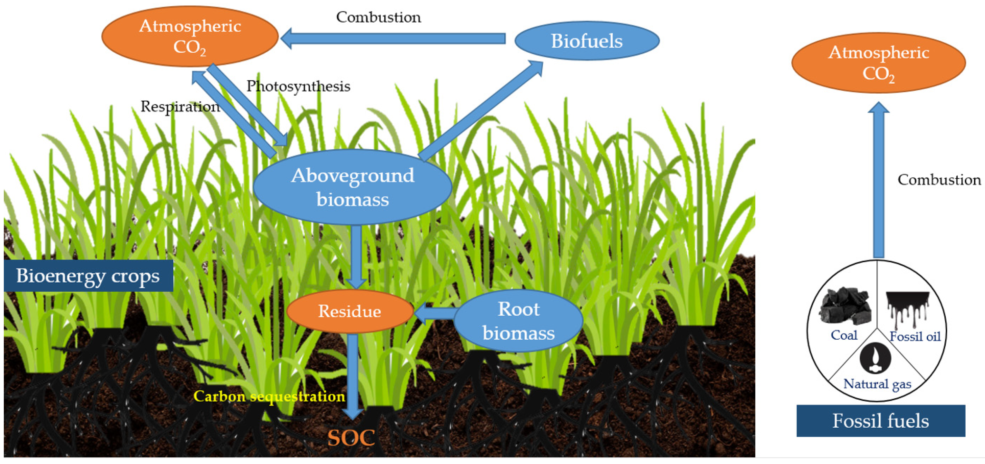 Life 12 02105 g001 Life 12 02105 g001