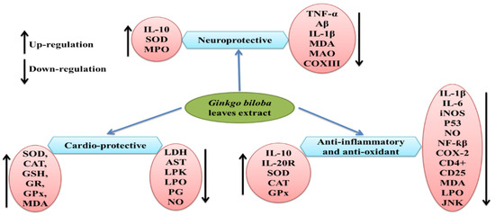 Natural Product Co-Metabolism and the Microbiota–Gut–Brain