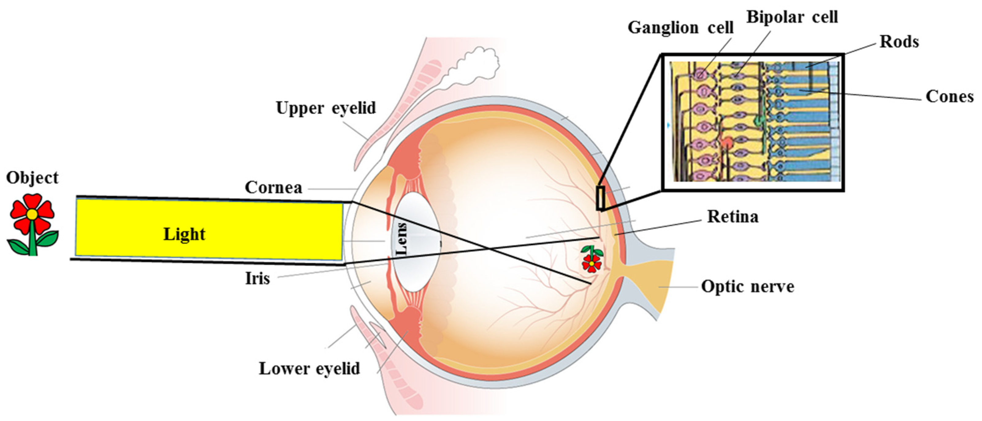 Doctors warn about eye damage from UV lights to kill the coronavirus