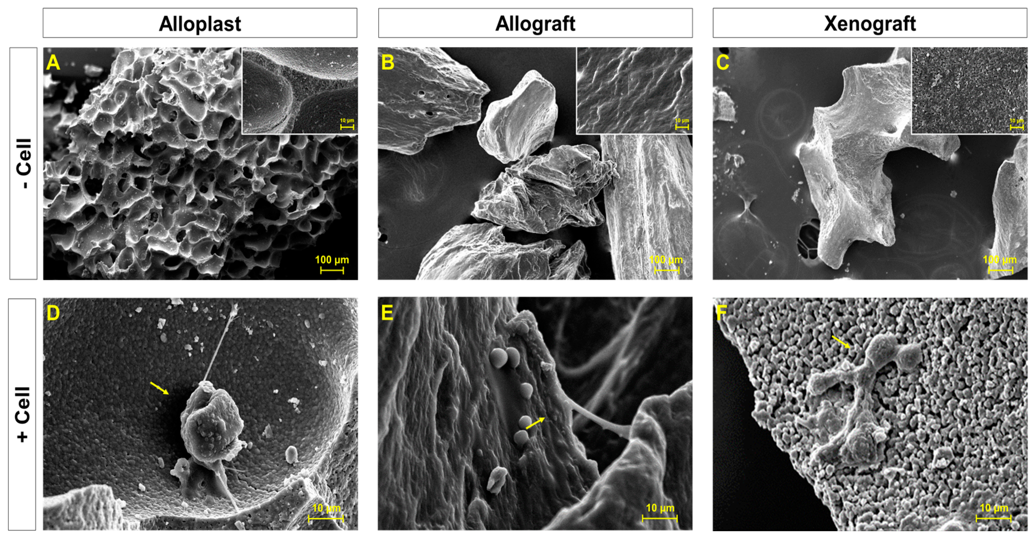 Life 13 00089 g001 Life 13 00089 g001