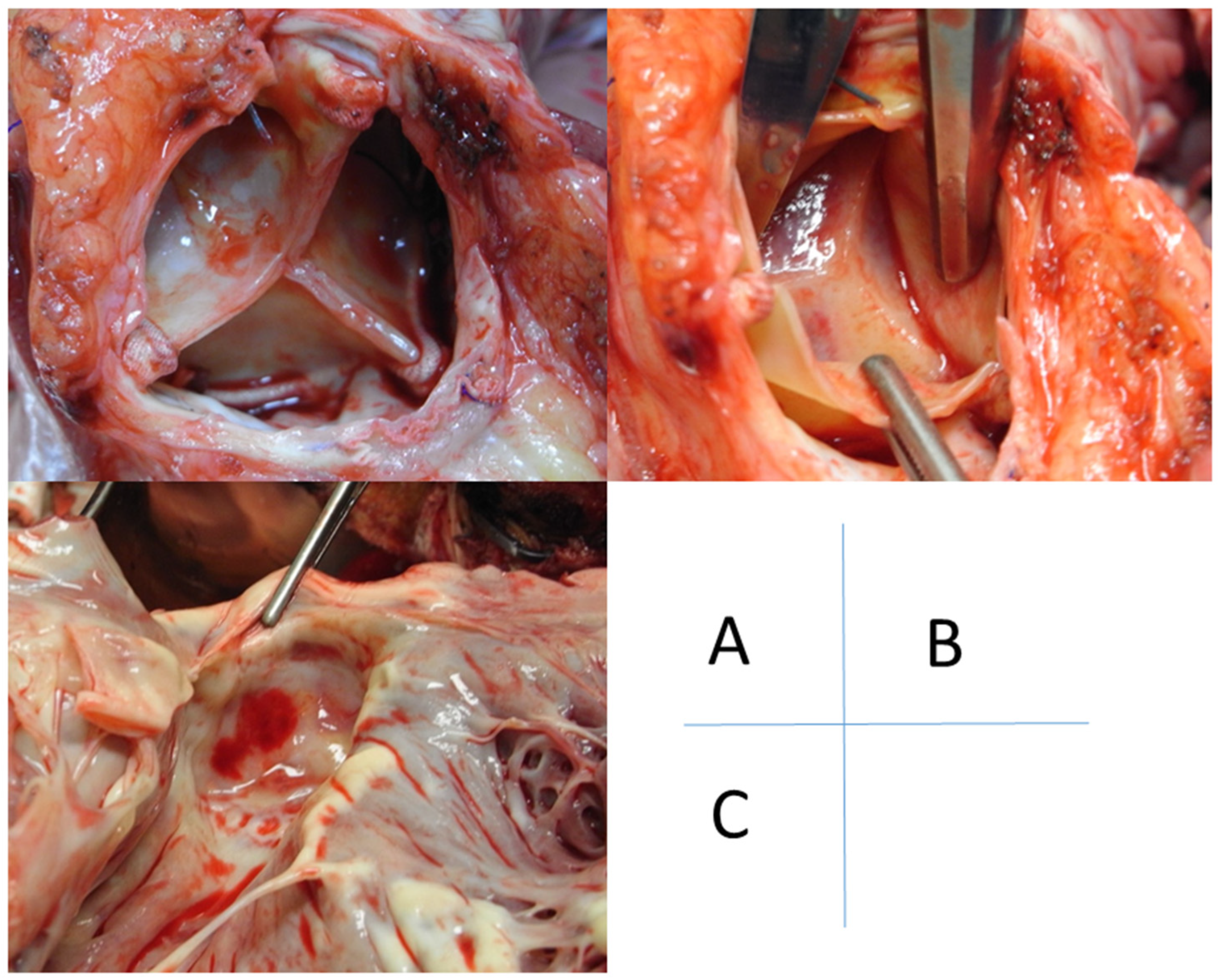 Life 13 00094 g005 Life 13 00094 g005