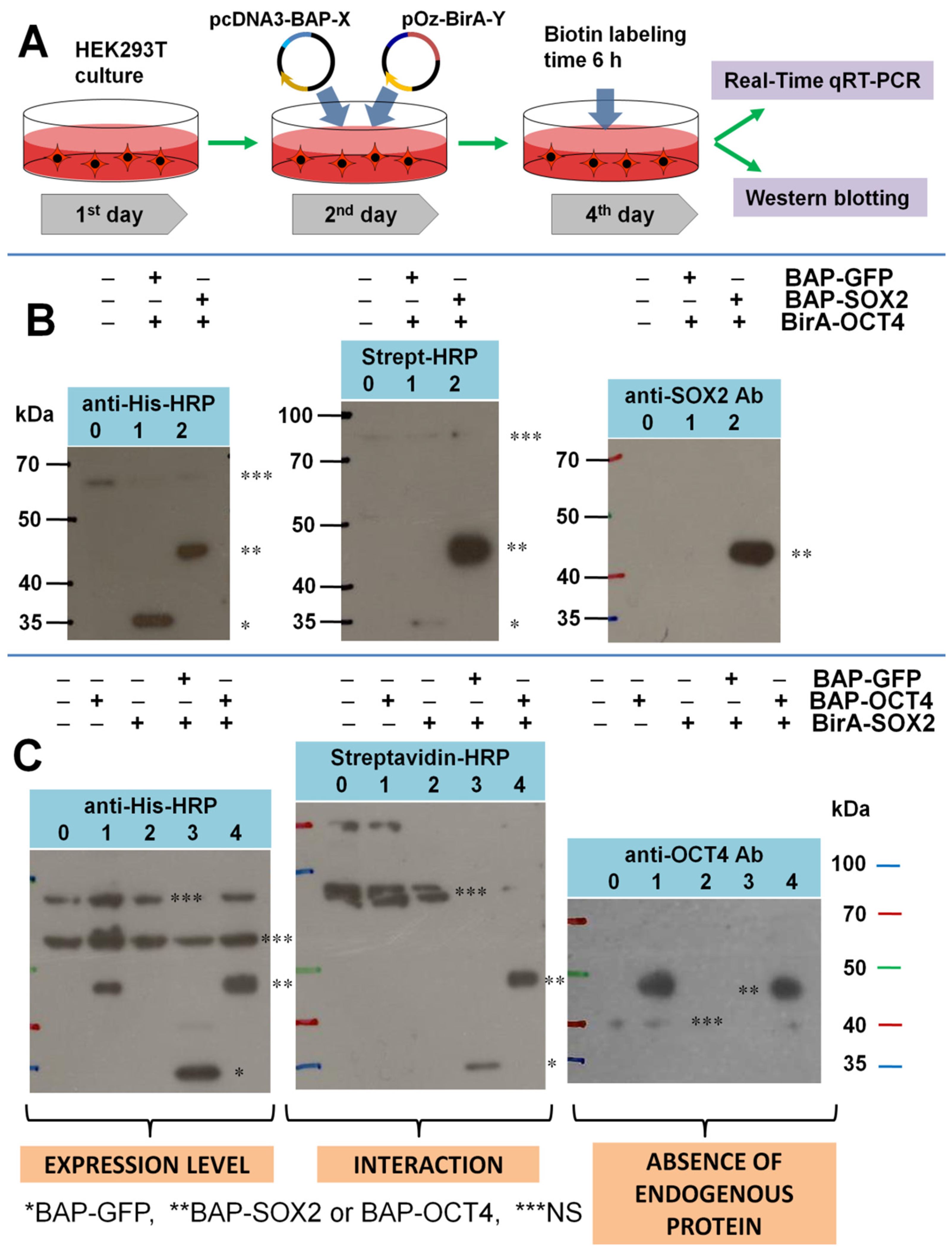 Life 13 00107 g001 Life 13 00107 g001