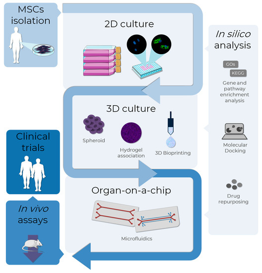 Alternative Methods as Tools for Obesity Research: In Vitro