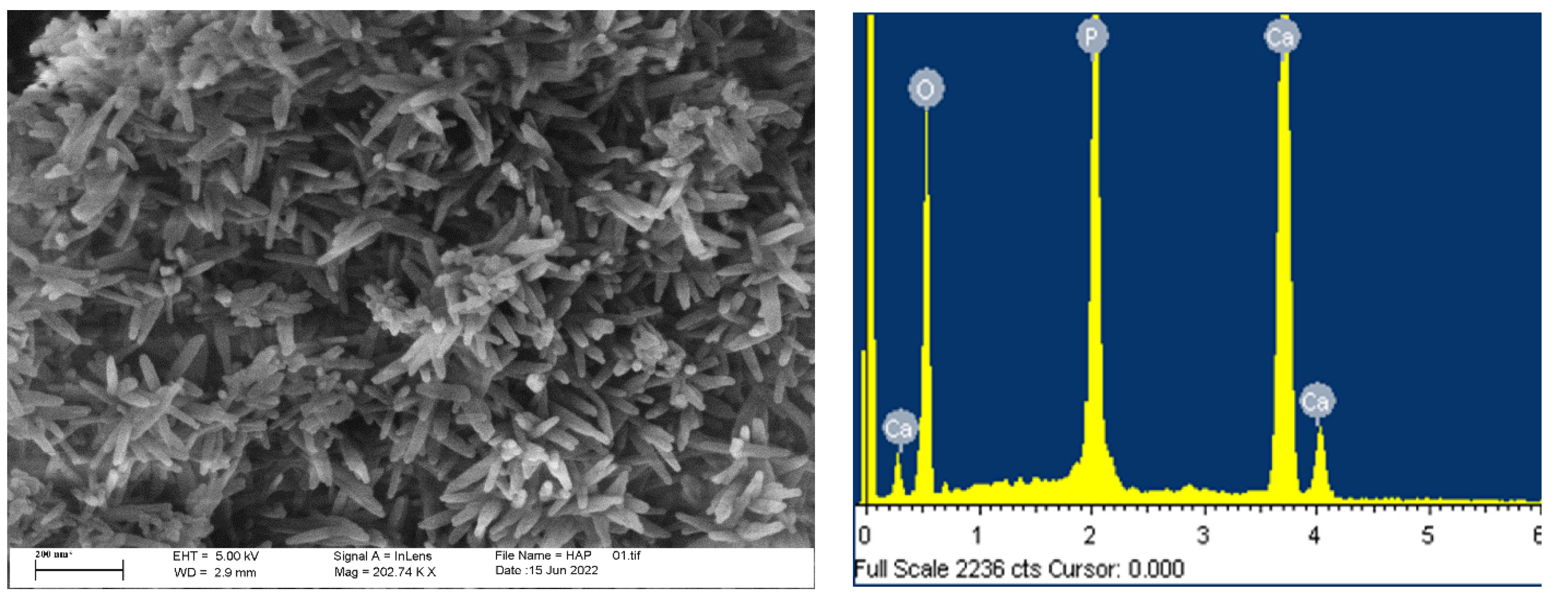 Life 13 00116 g006 Life 13 00116 g006