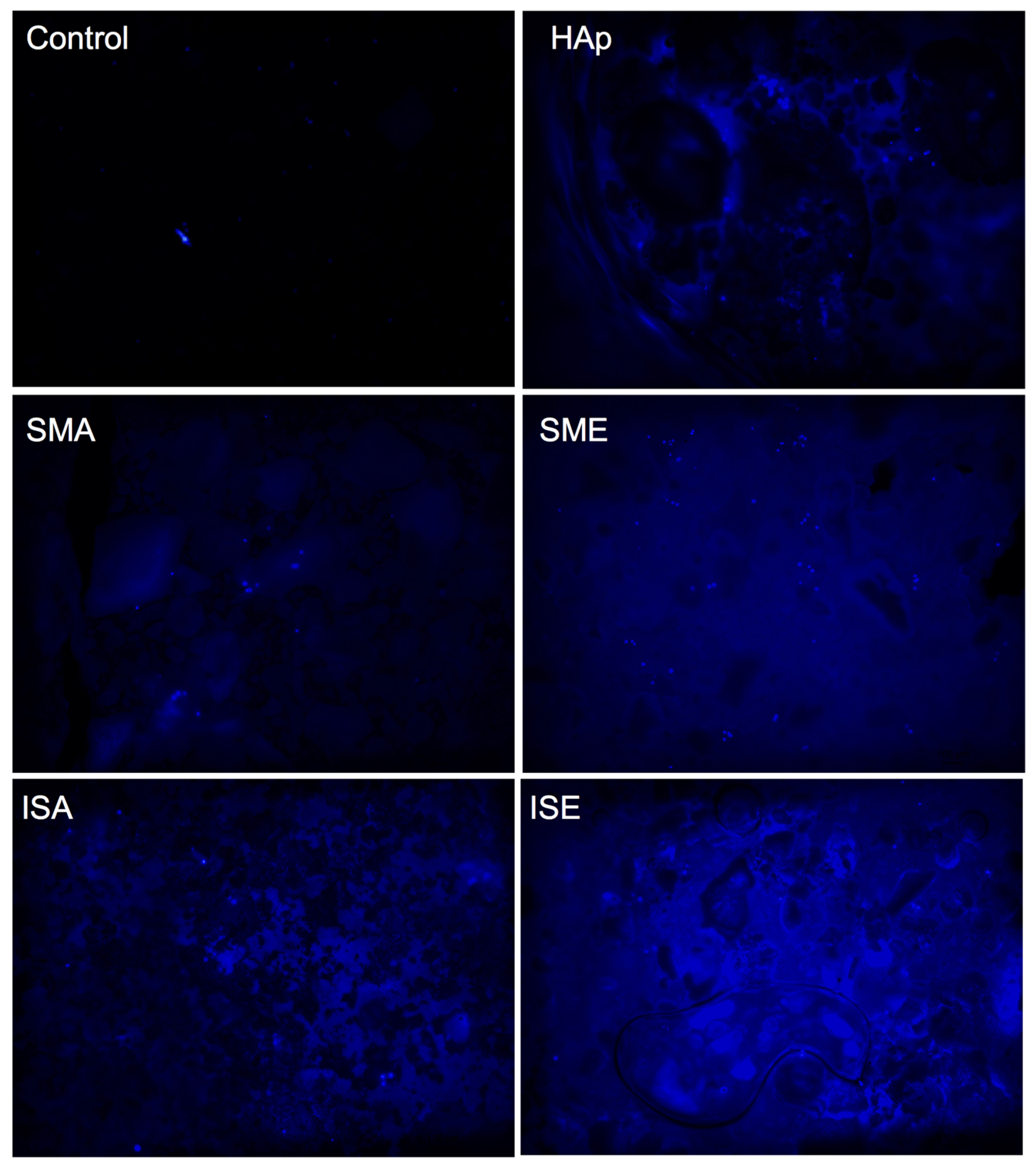 Life 13 00116 g009 Life 13 00116 g009