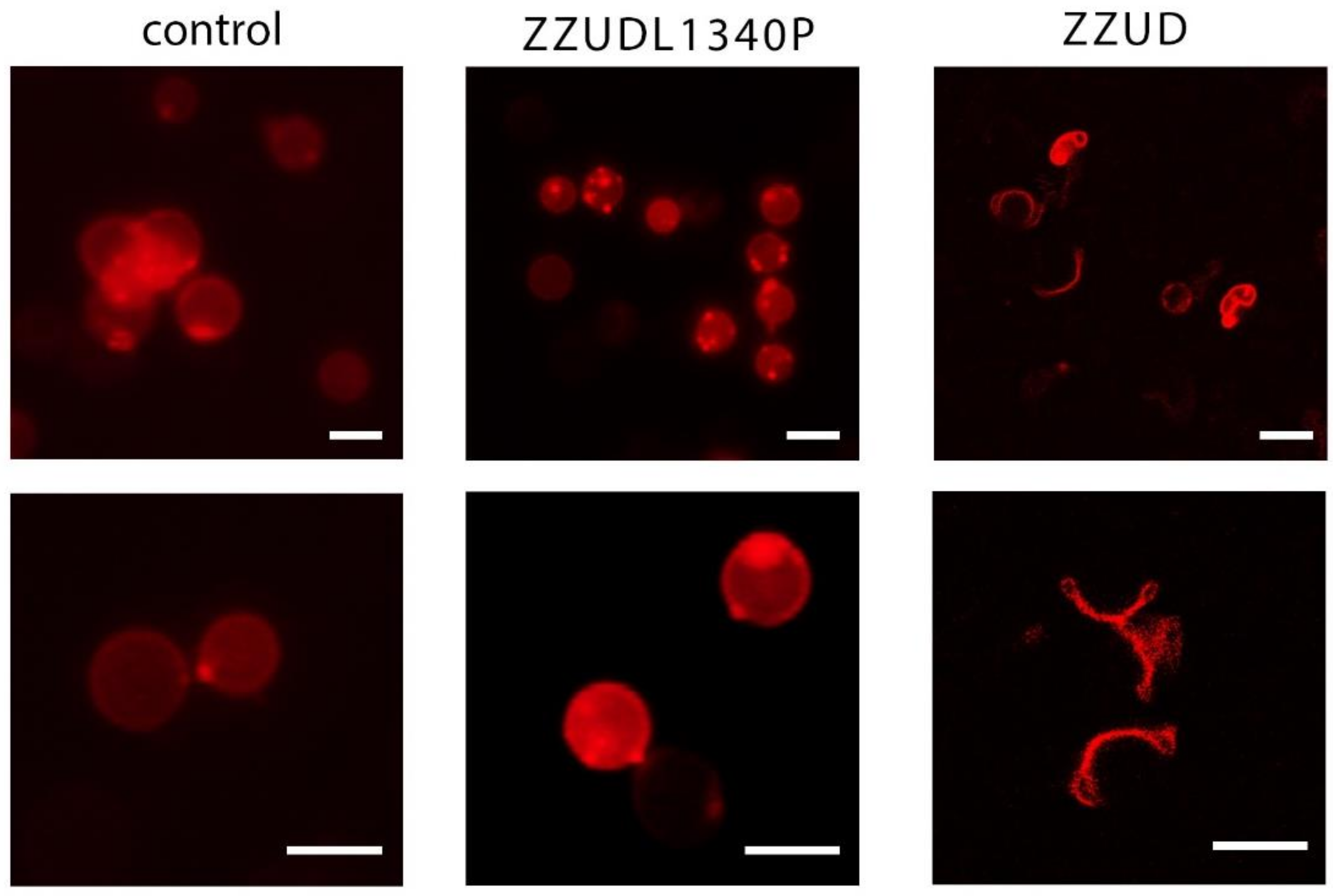 Life 13 00151 g003 Life 13 00151 g003