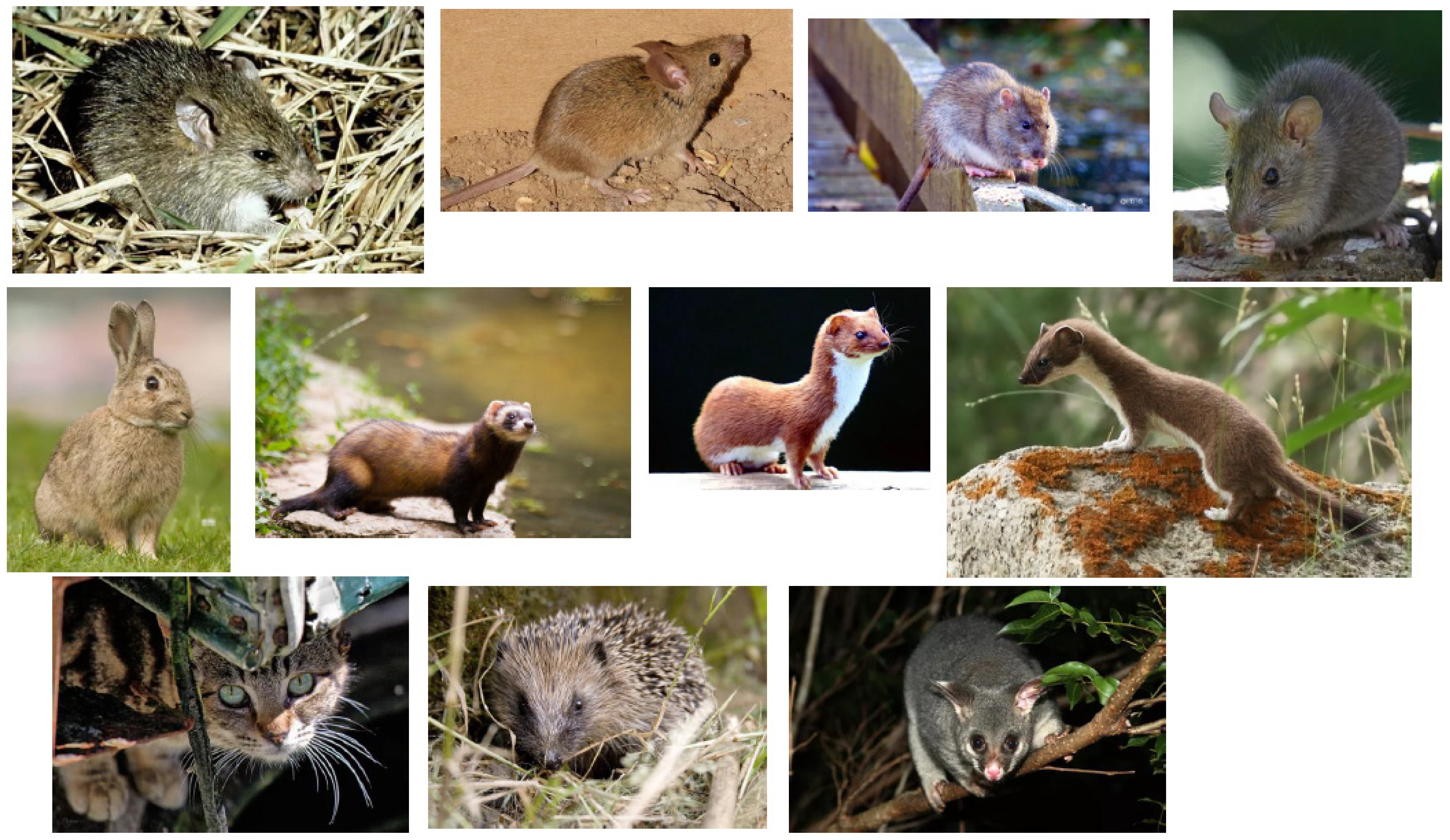Life | Free Full-Text | Abundance and Dynamics of Small Mammals in New