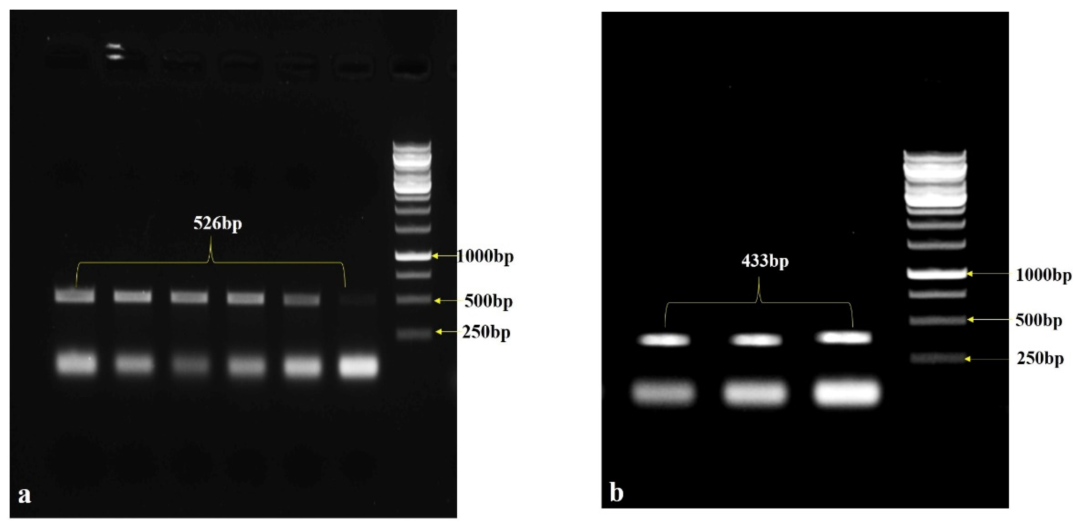 Life 13 00174 g001 Life 13 00174 g001