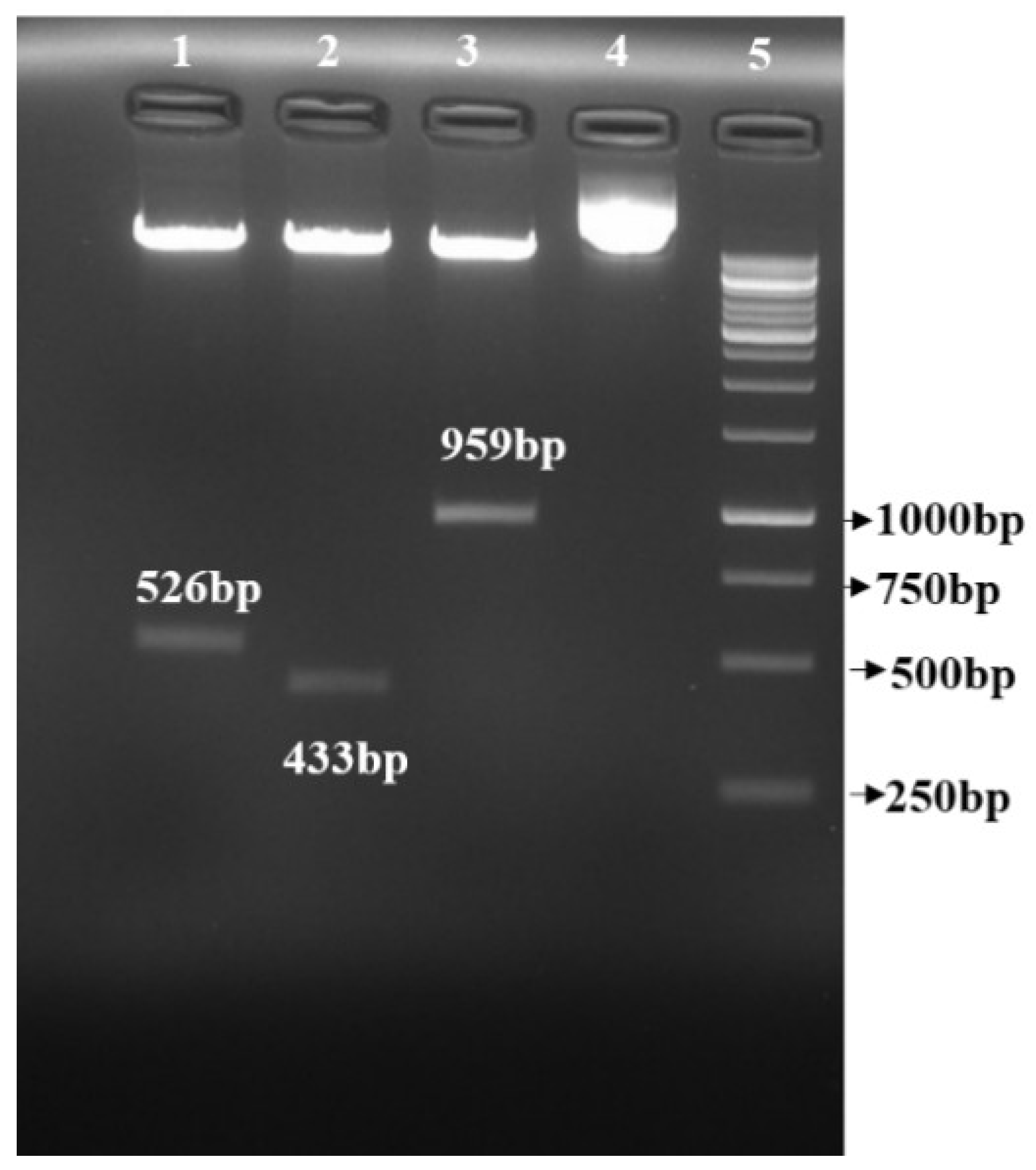 Life 13 00174 g003 Life 13 00174 g003