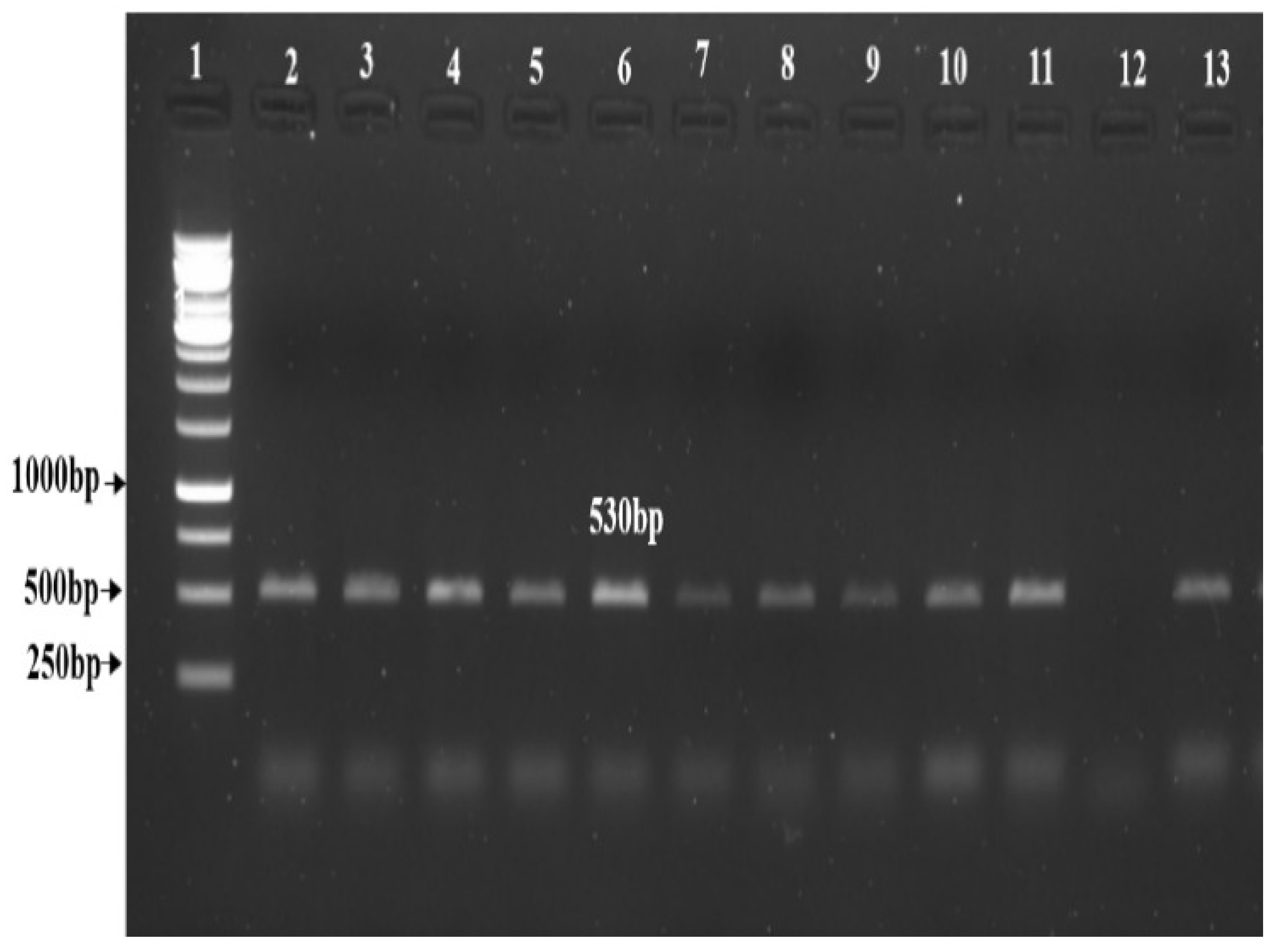 Life 13 00174 g006 Life 13 00174 g006