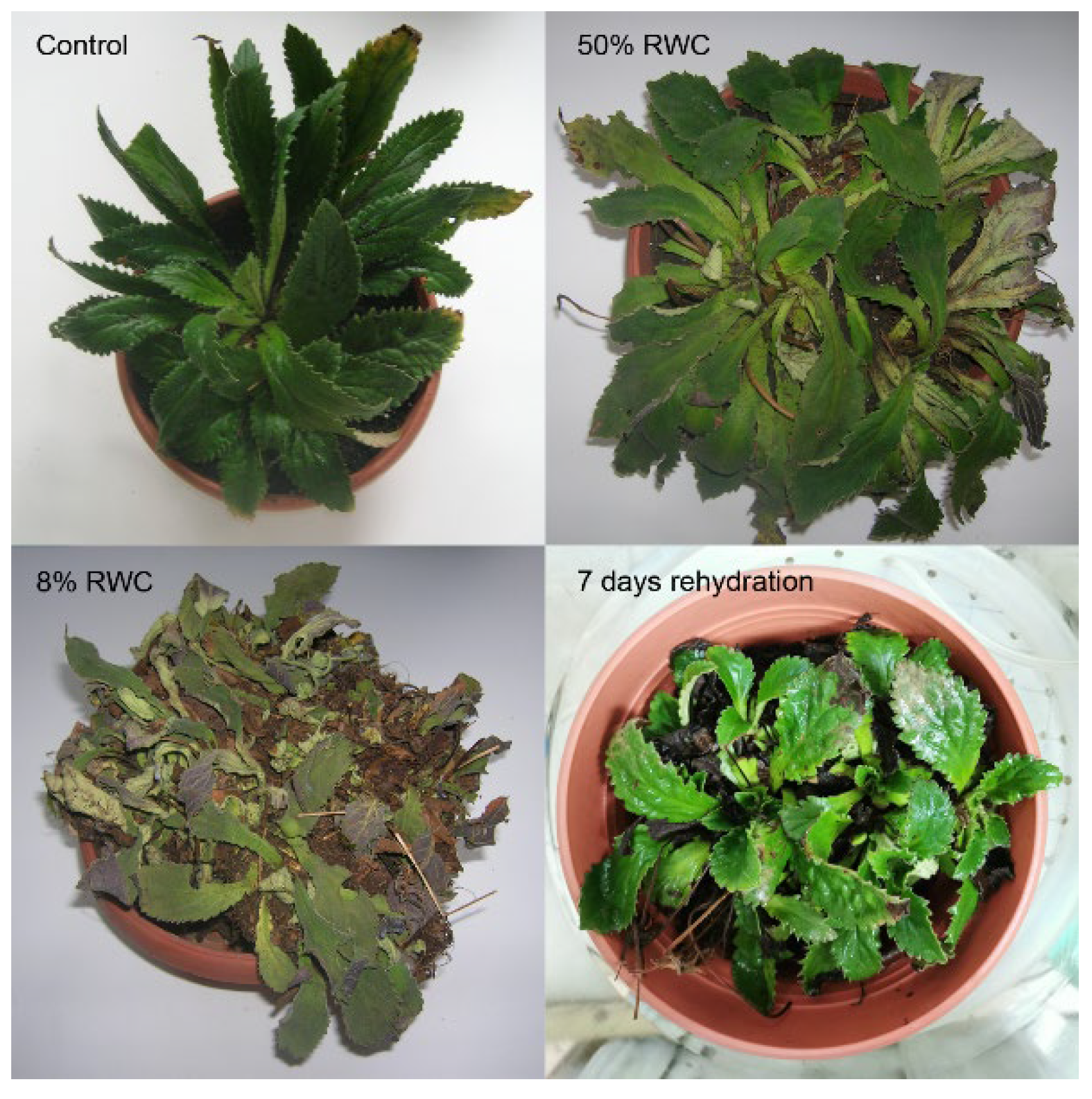 Life 13 00238 g001 Life 13 00238 g001