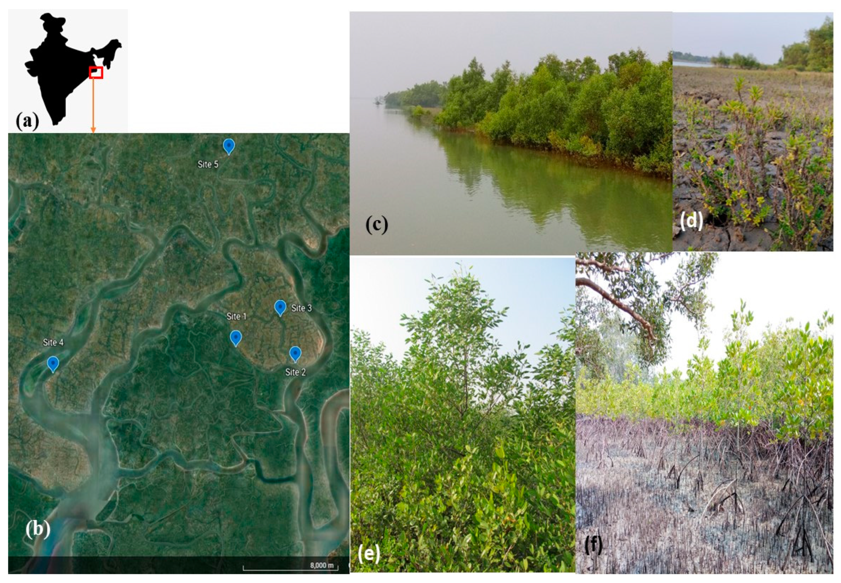 Life 13 00271 g001 Life 13 00271 g001