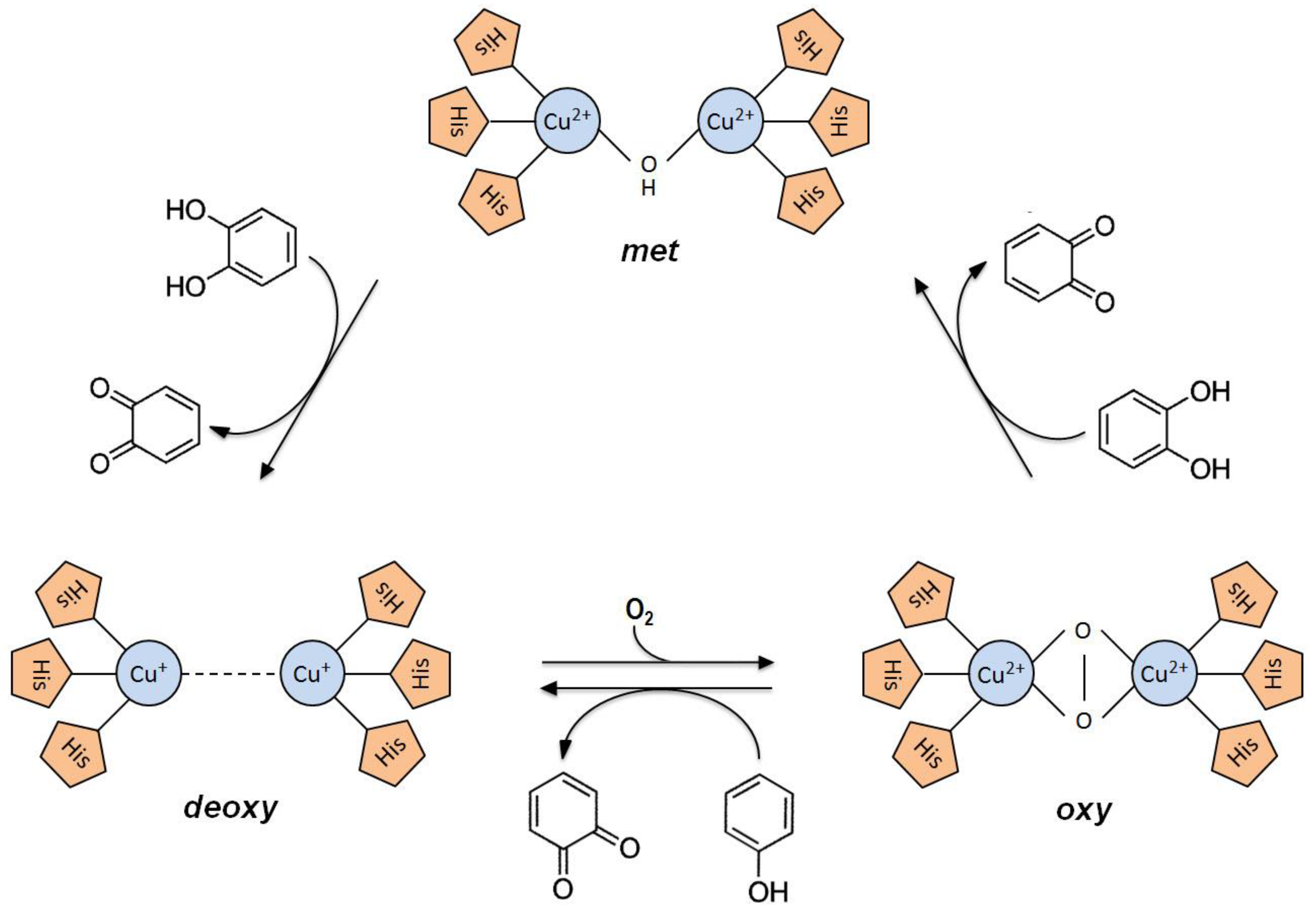 Life 13 00291 g003 Life 13 00291 g003