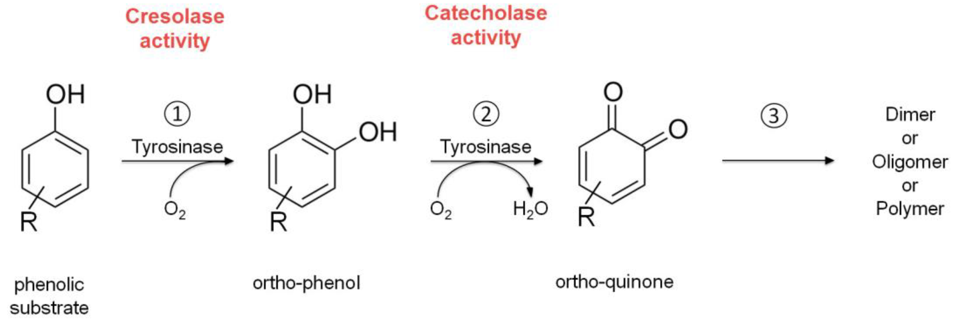 Life 13 00291 sch002 Life 13 00291 sch002