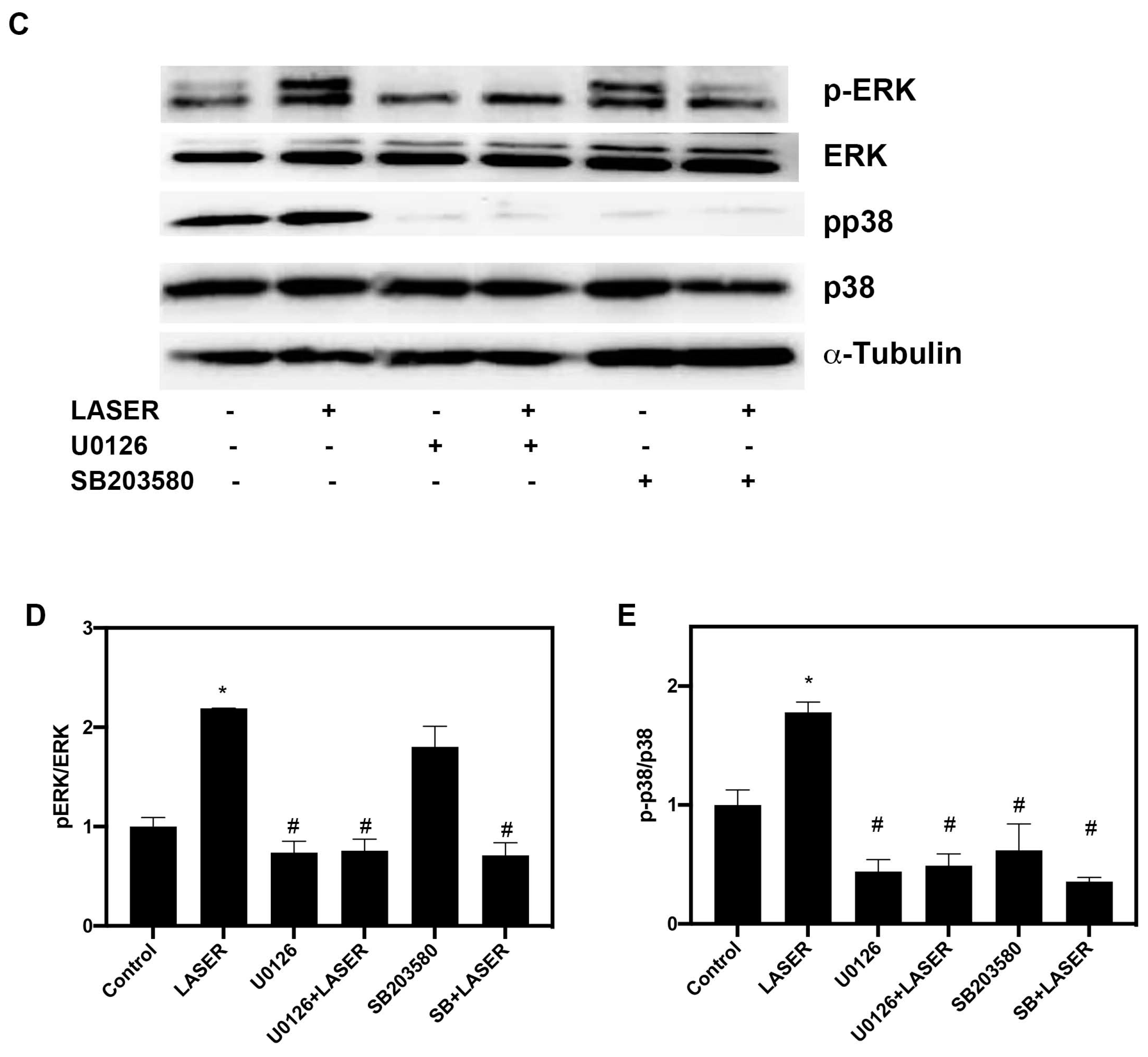 Life 13 00320 g004b Life 13 00320 g004b