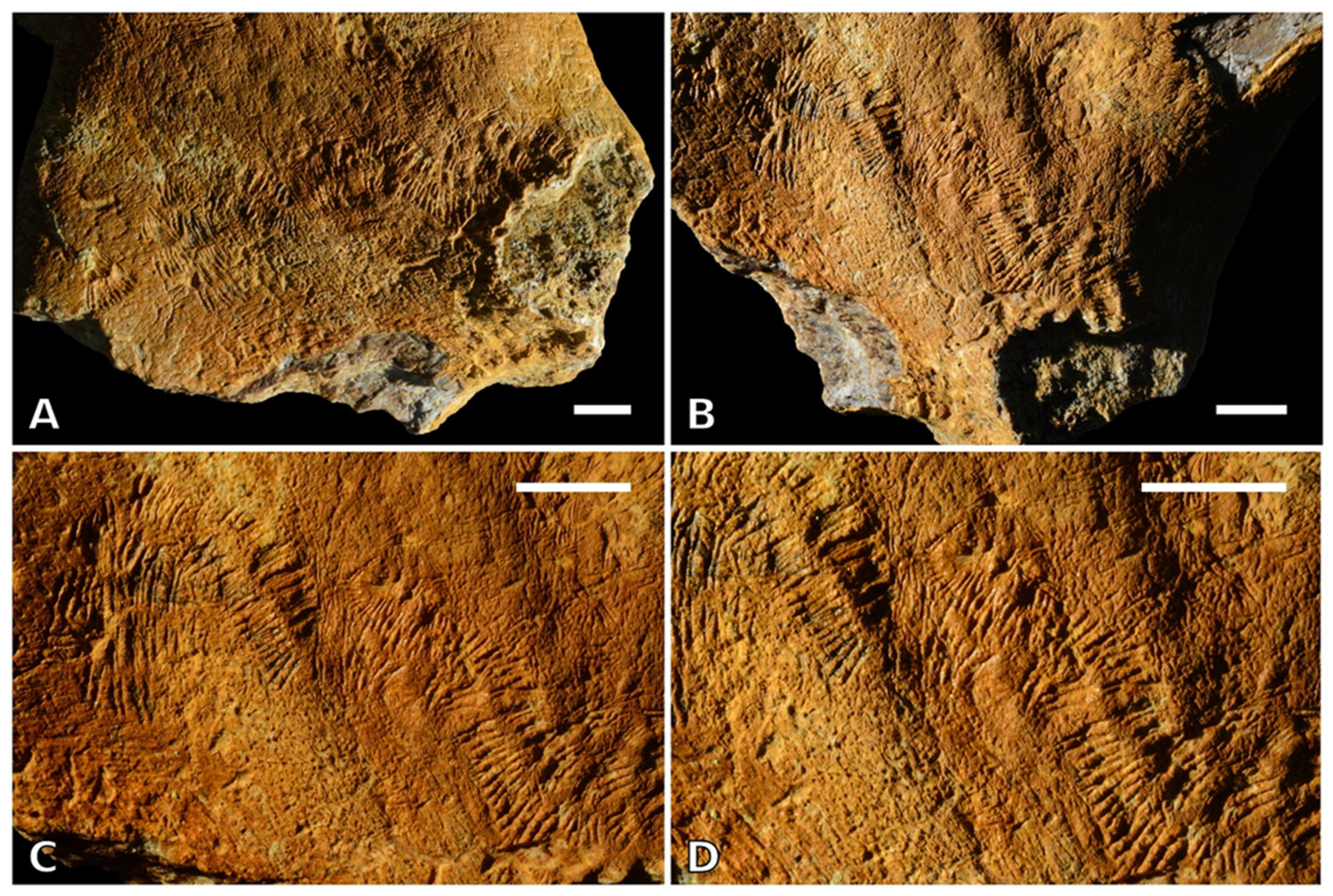 Life 13 00327 g003 Life 13 00327 g003