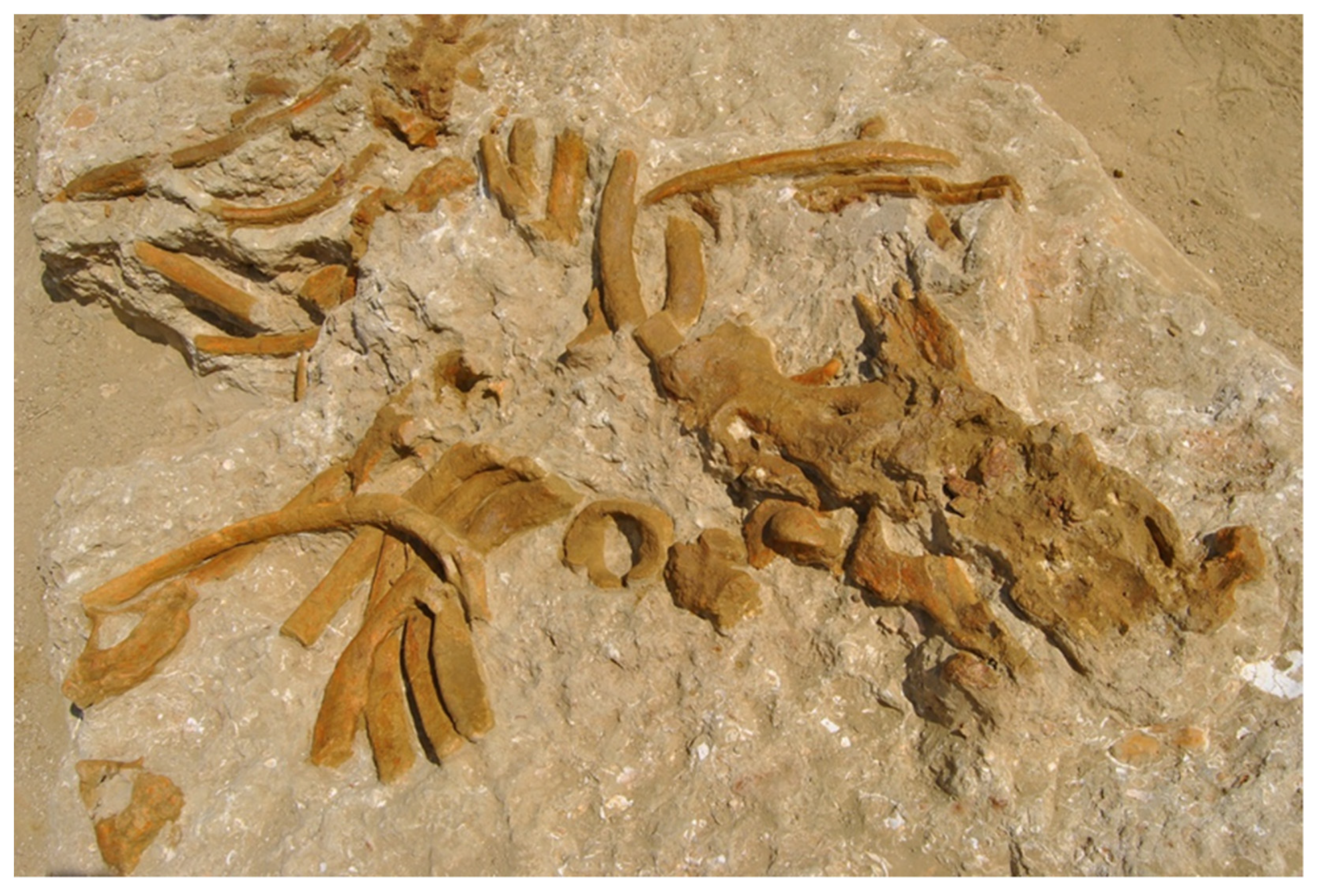 Life 13 00327 g004 Life 13 00327 g004