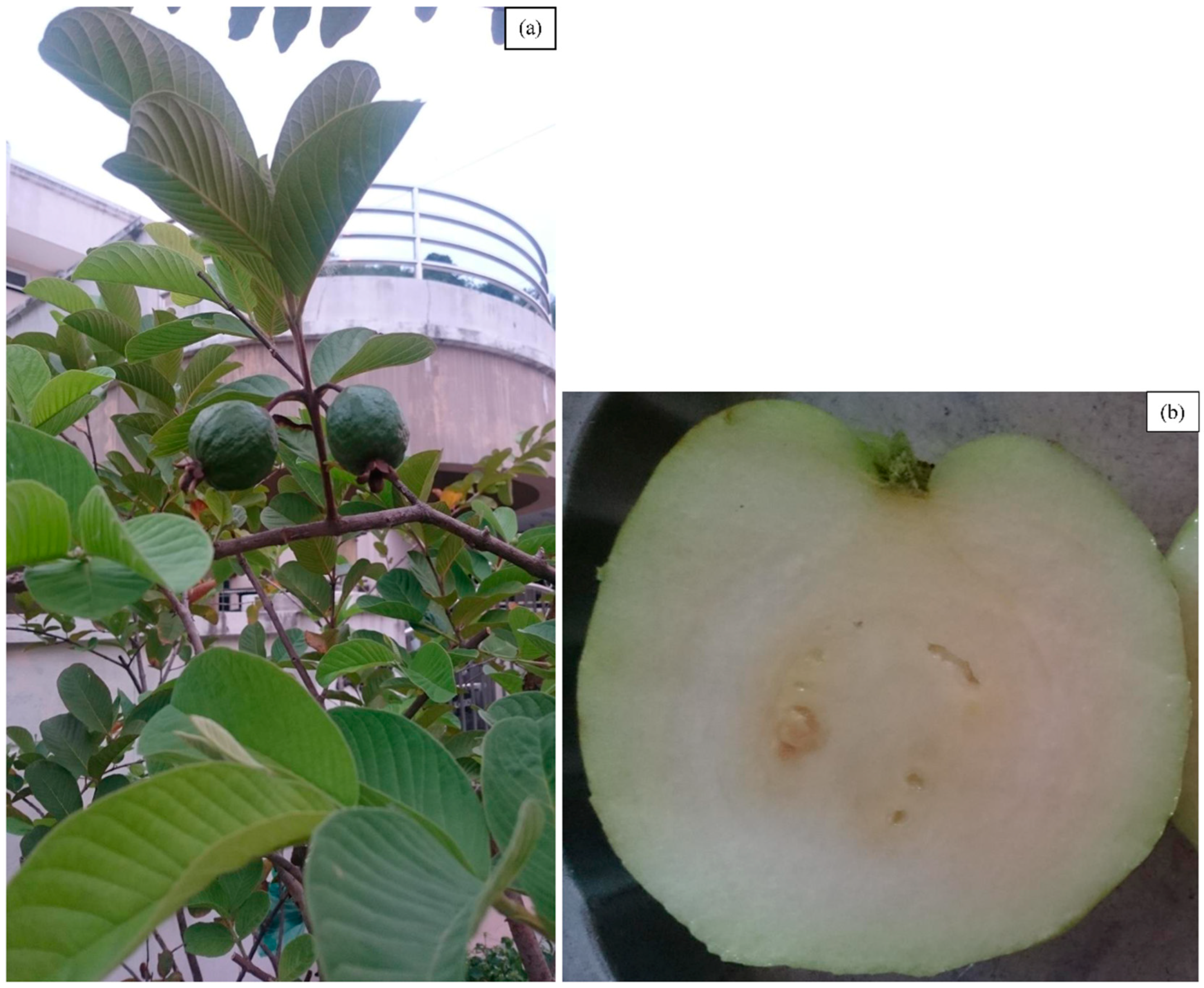 Life 13 00346 g002 Life 13 00346 g002