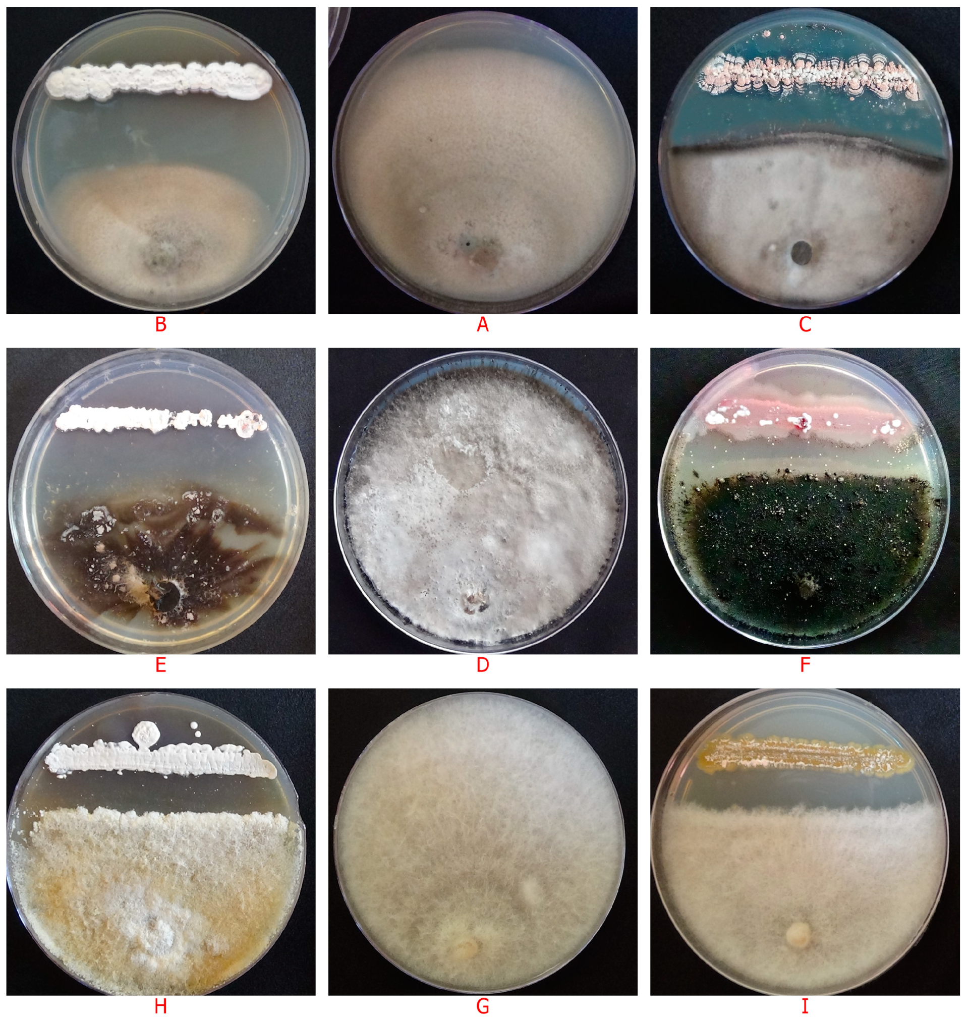 Life 13 00426 g003 Life 13 00426 g003