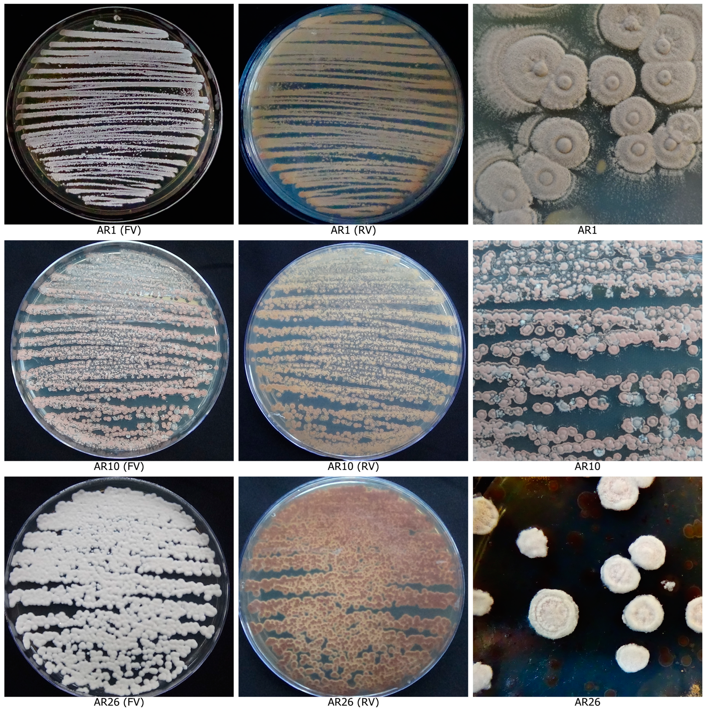 Life 13 00426 g004a Life 13 00426 g004a