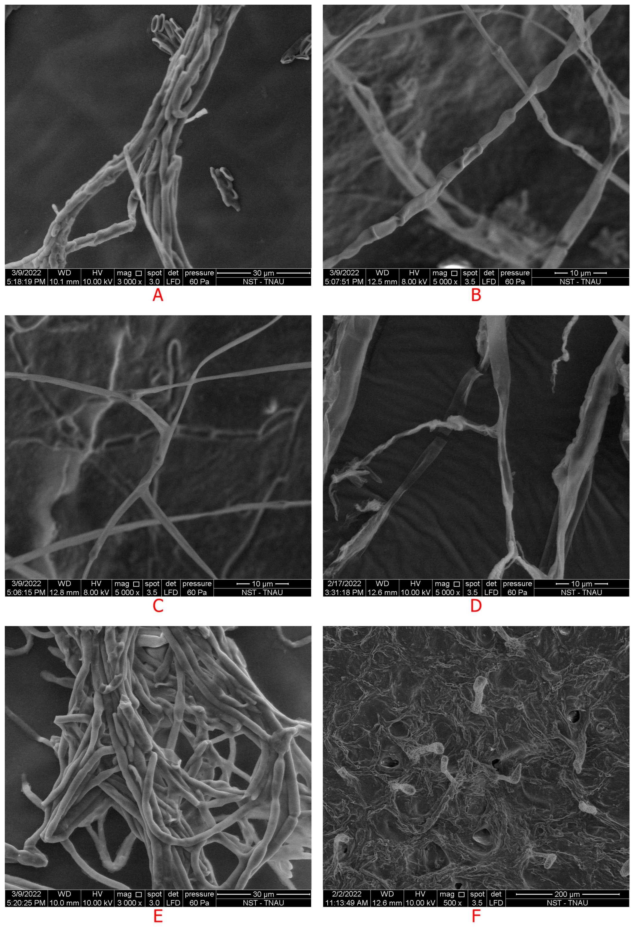 Life 13 00426 g005 Life 13 00426 g005