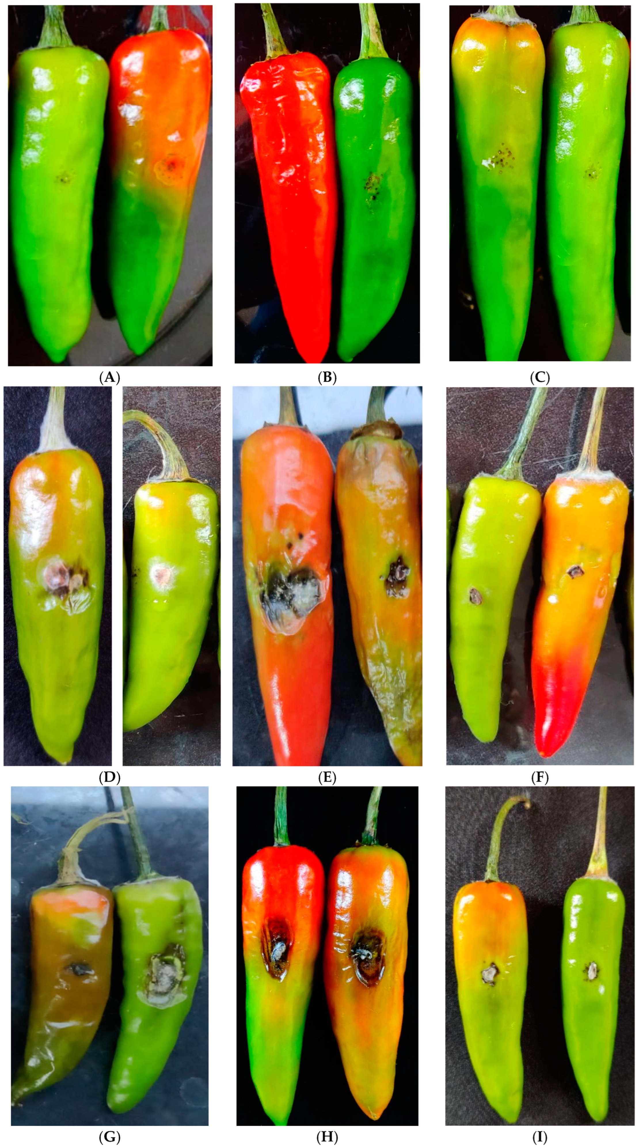 Life 13 00426 g008a Life 13 00426 g008a