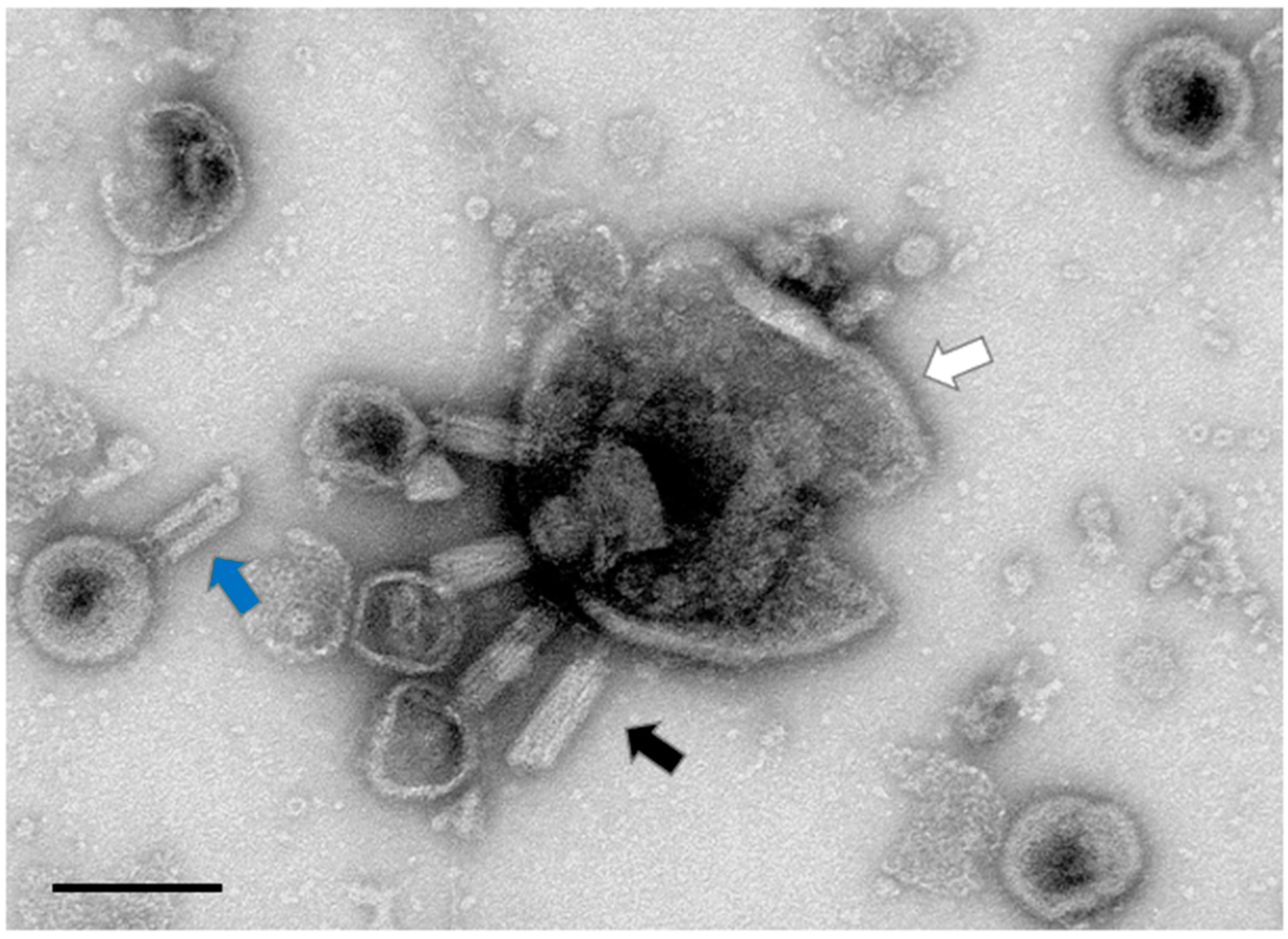 Life 13 00436 g002 Life 13 00436 g002