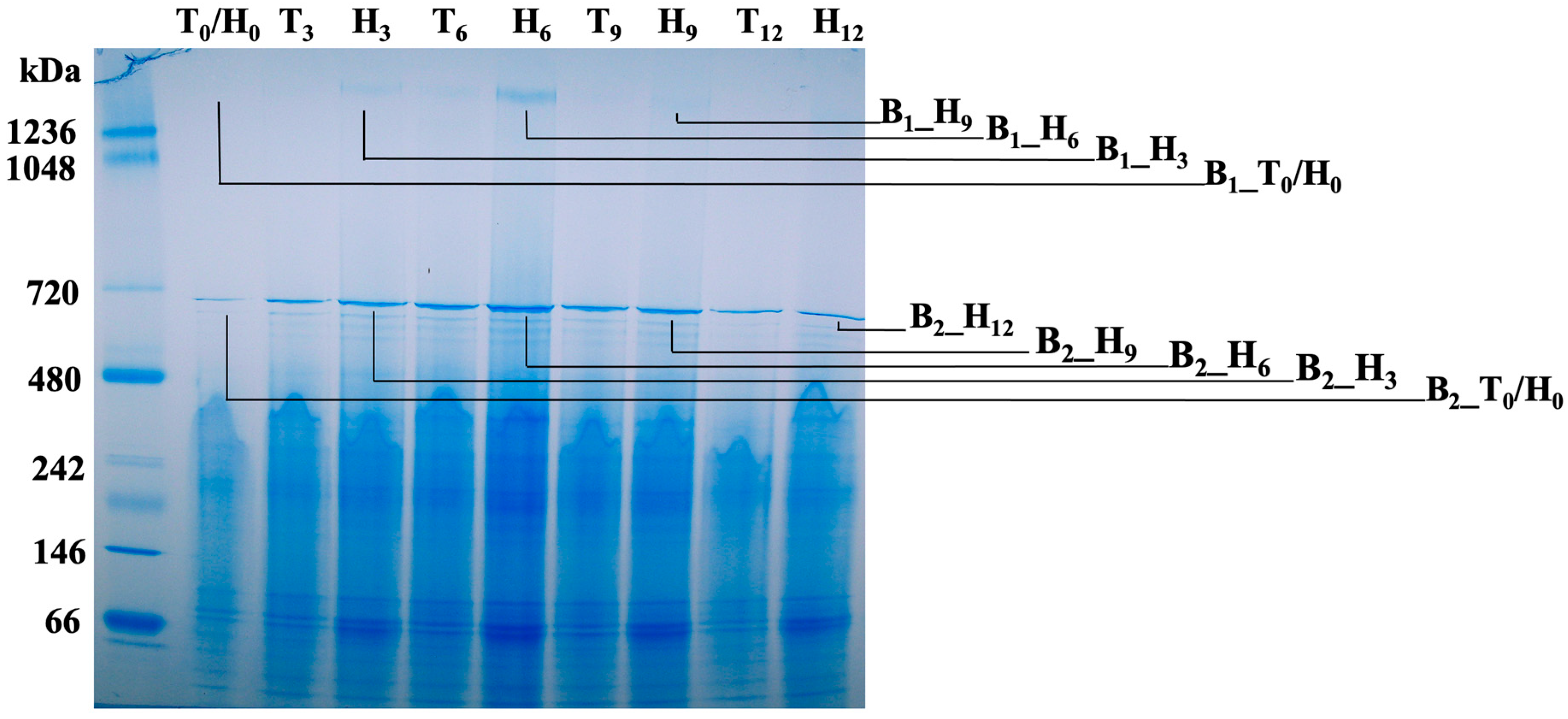 Life 13 00436 g006 Life 13 00436 g006