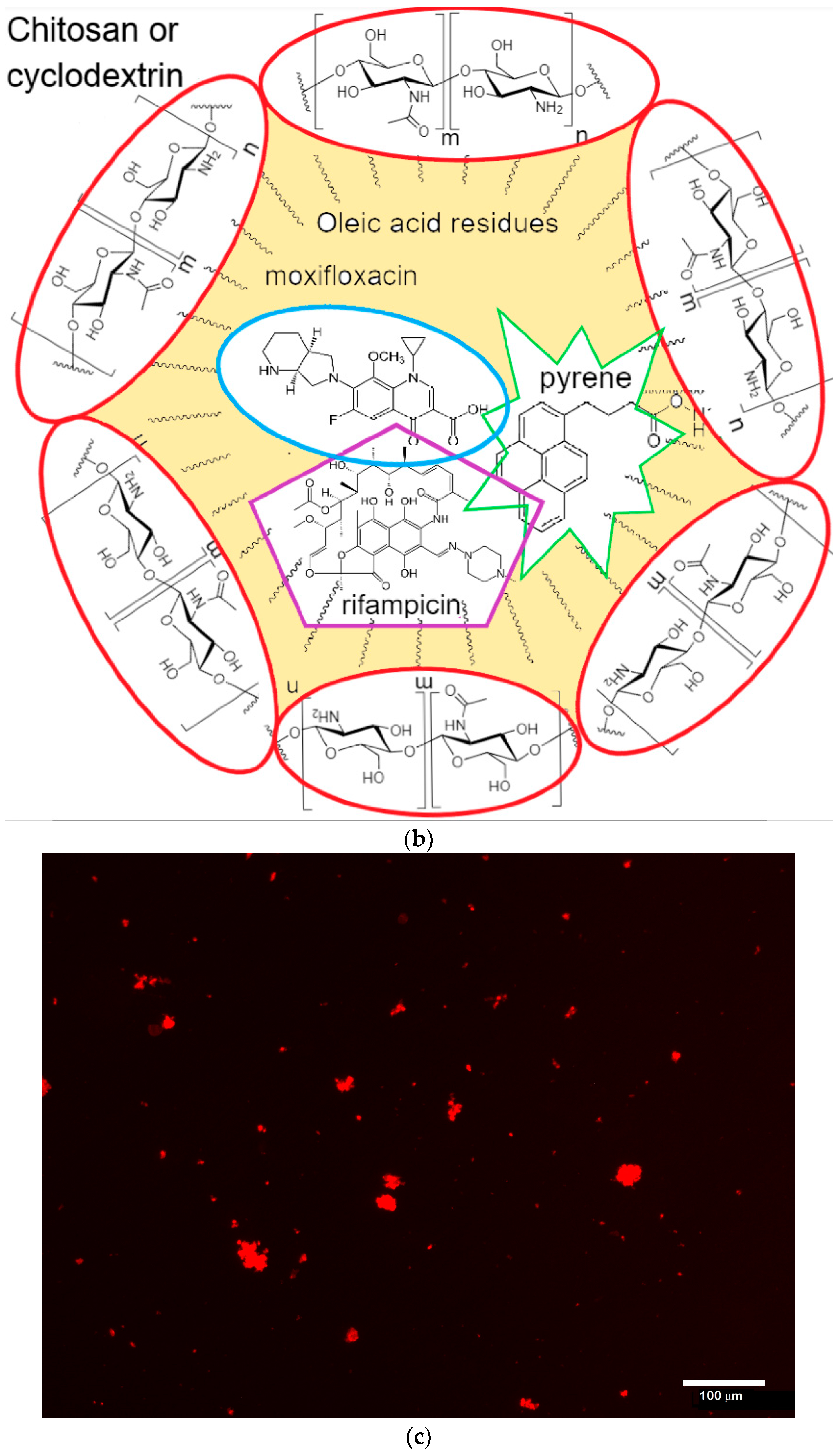 Life 13 00446 g001b Life 13 00446 g001b