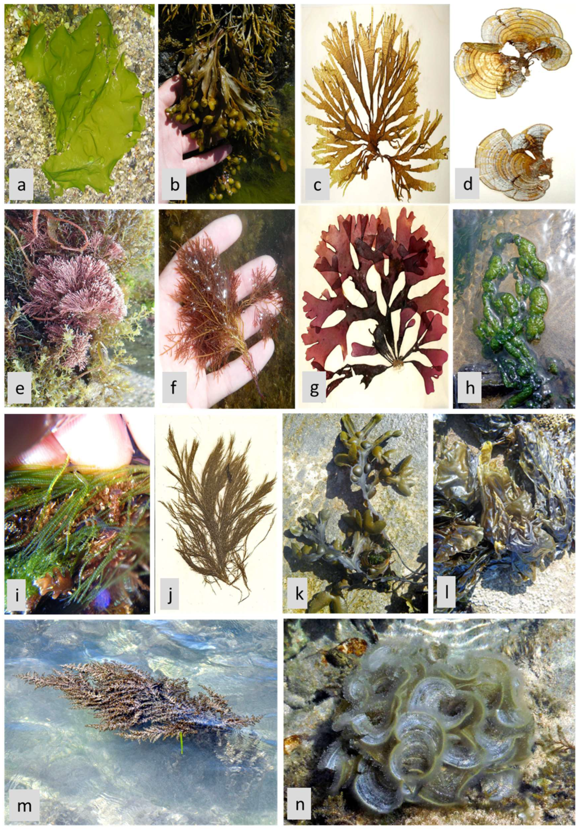 Life 13 00460 g005 Life 13 00460 g005