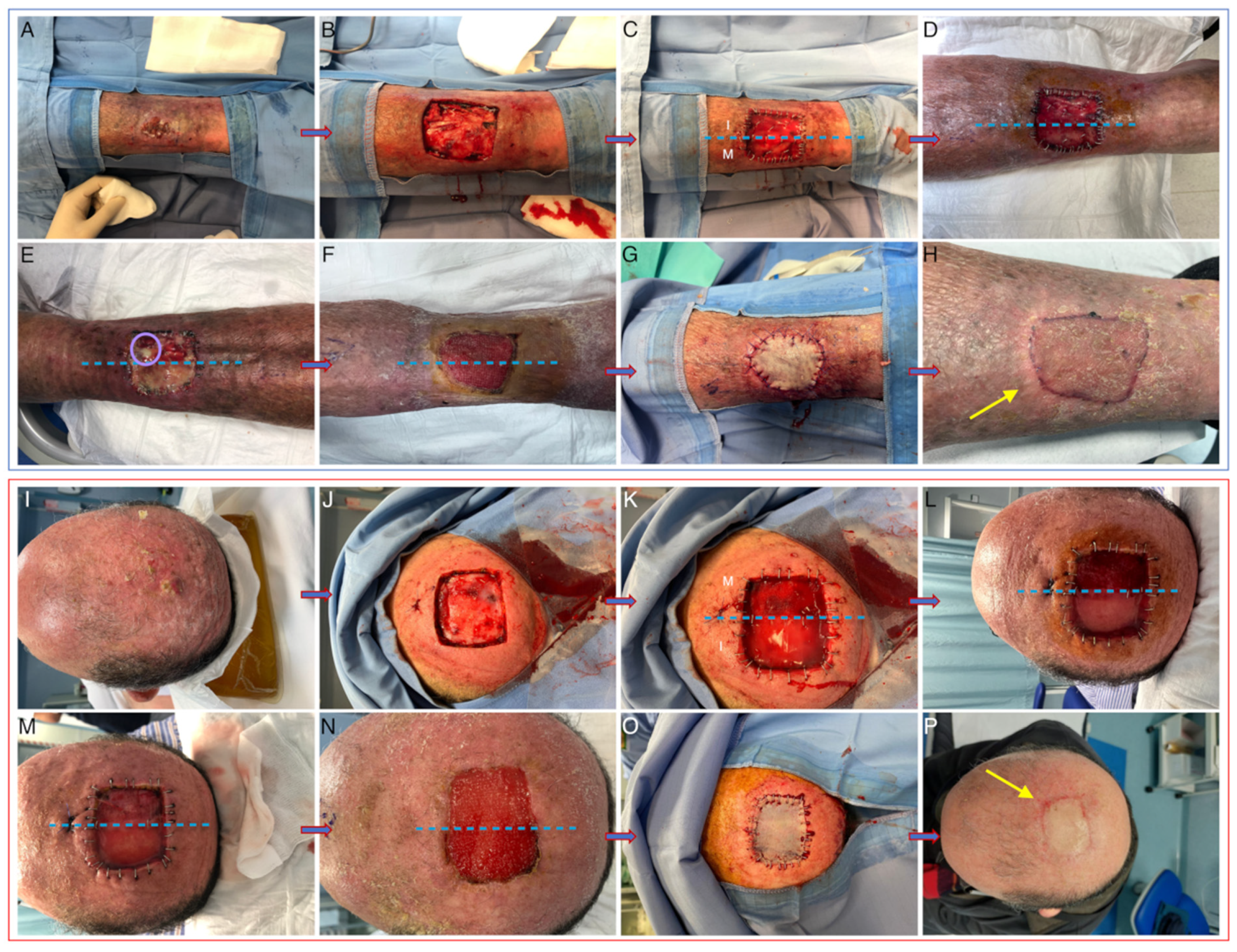 Life 13 00463 g002 Life 13 00463 g002