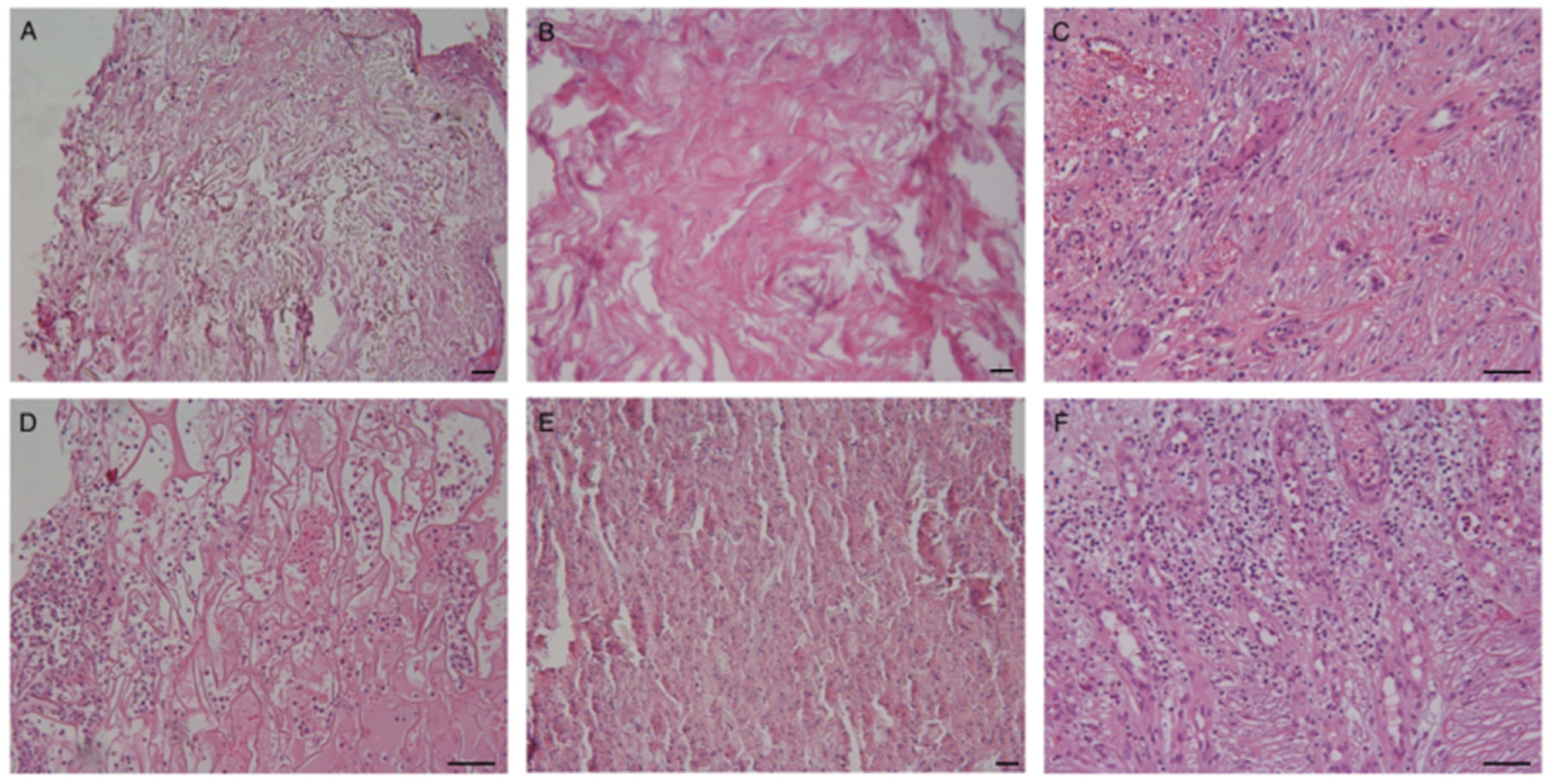 Life 13 00463 g005 Life 13 00463 g005