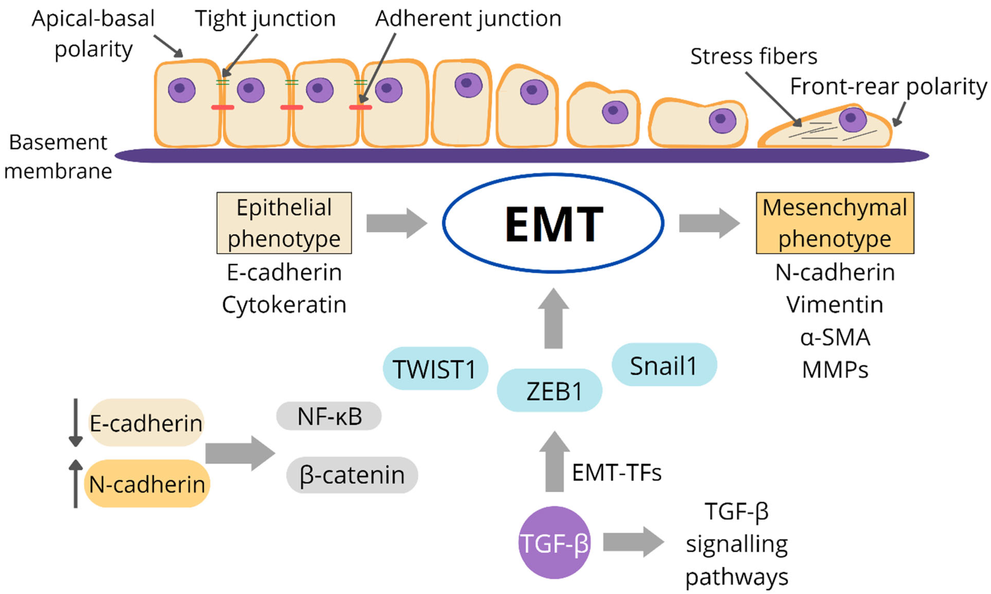 Life 13 00466 g004 550