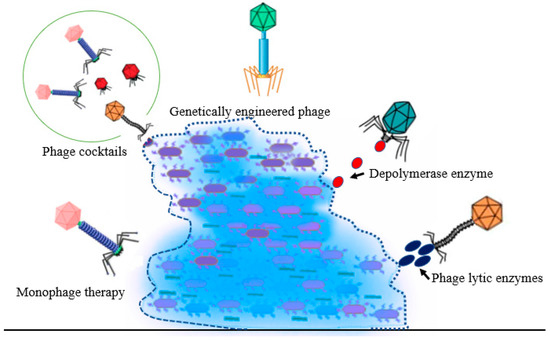 Beyond the Risk of Biofilms: An Up-and-Coming Battleground of Bacterial ...