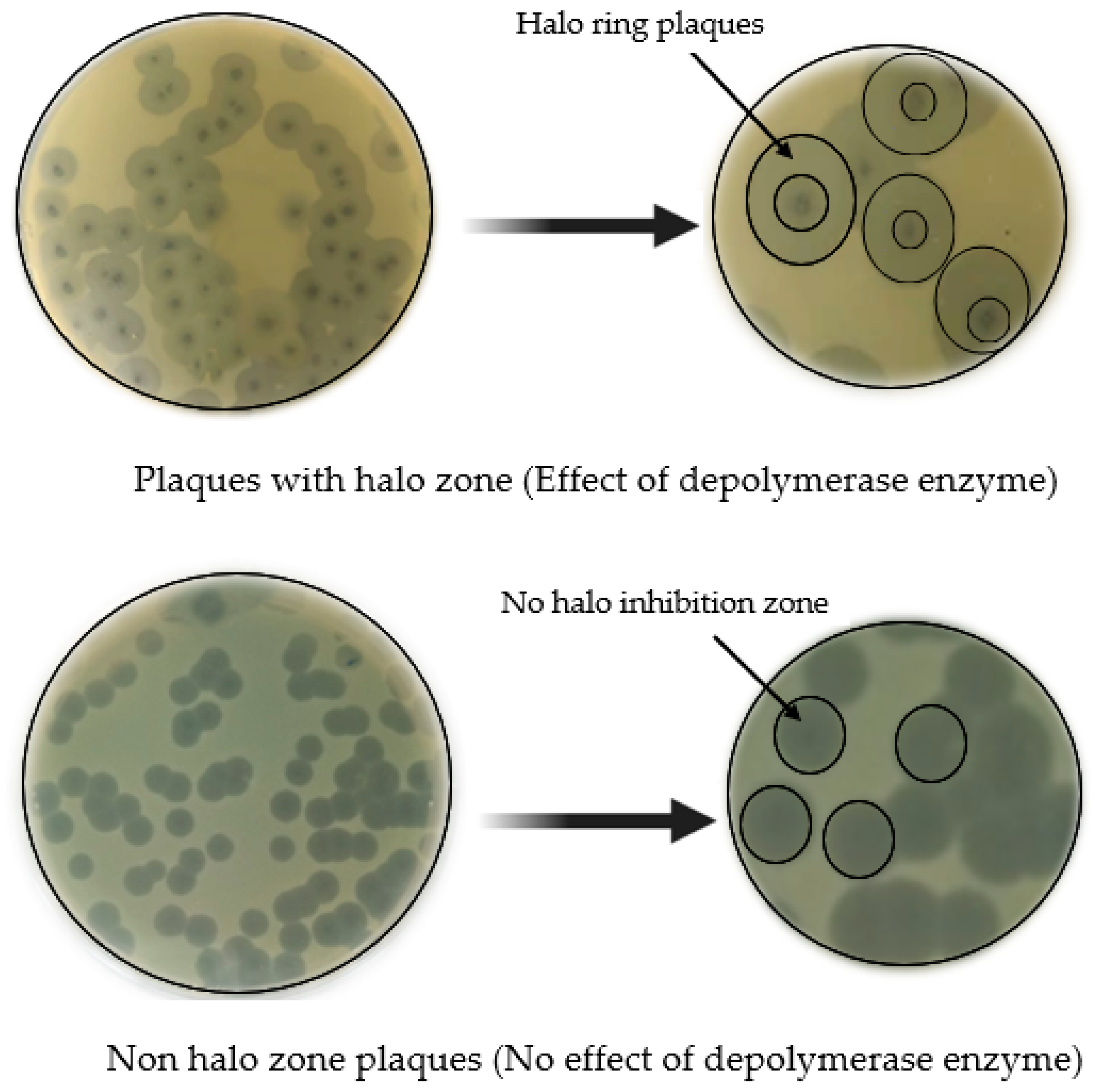 Life 13 00503 g004 Life 13 00503 g004