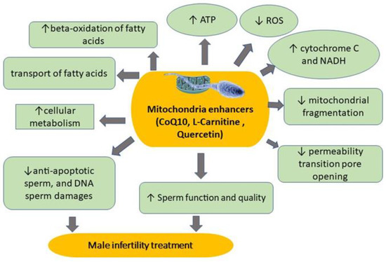 what time should you take l carnitine Best Time to Take L-Carnitine: A Complete Guide – The Science of Good Health