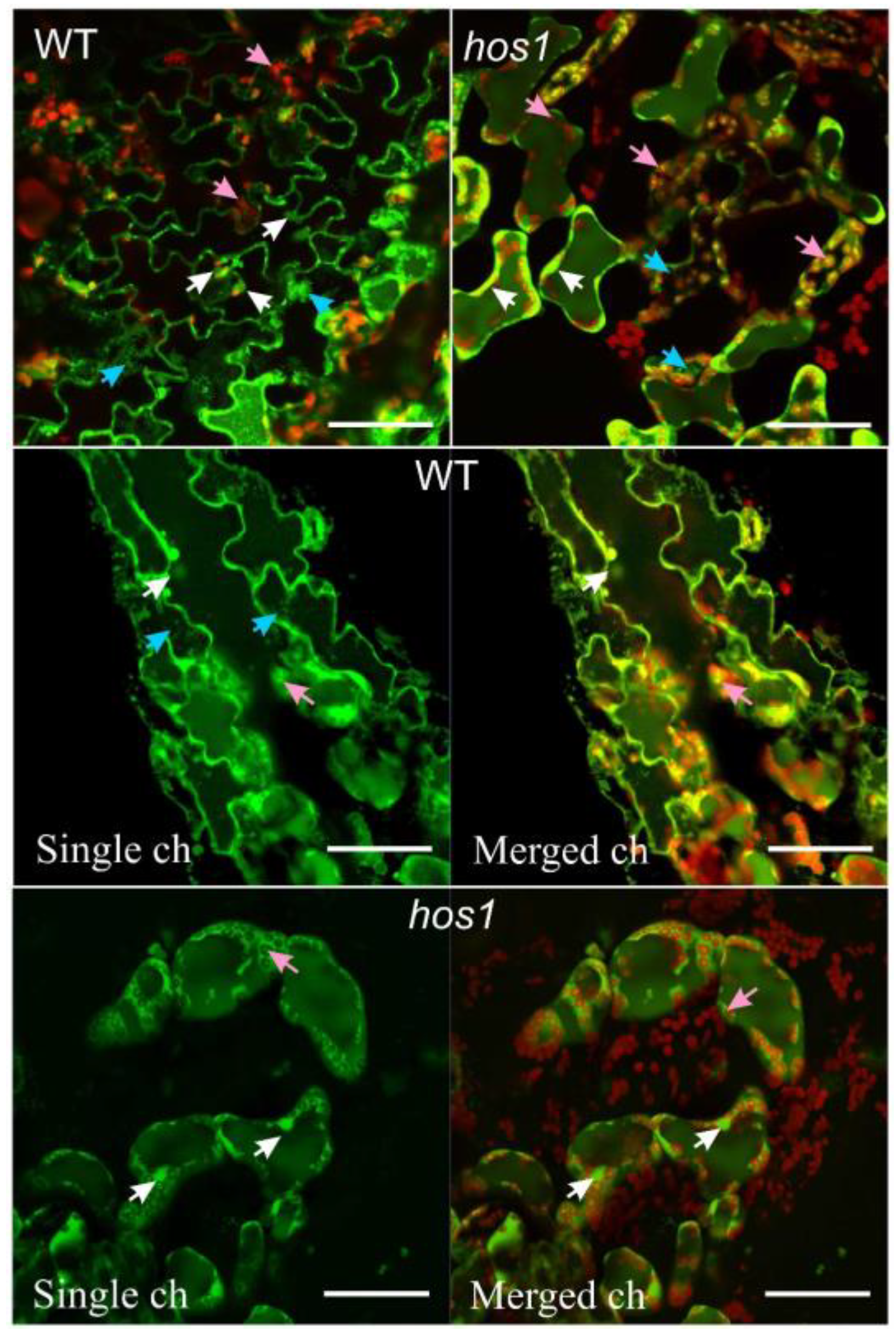 Life 13 00524 g001 Life 13 00524 g001
