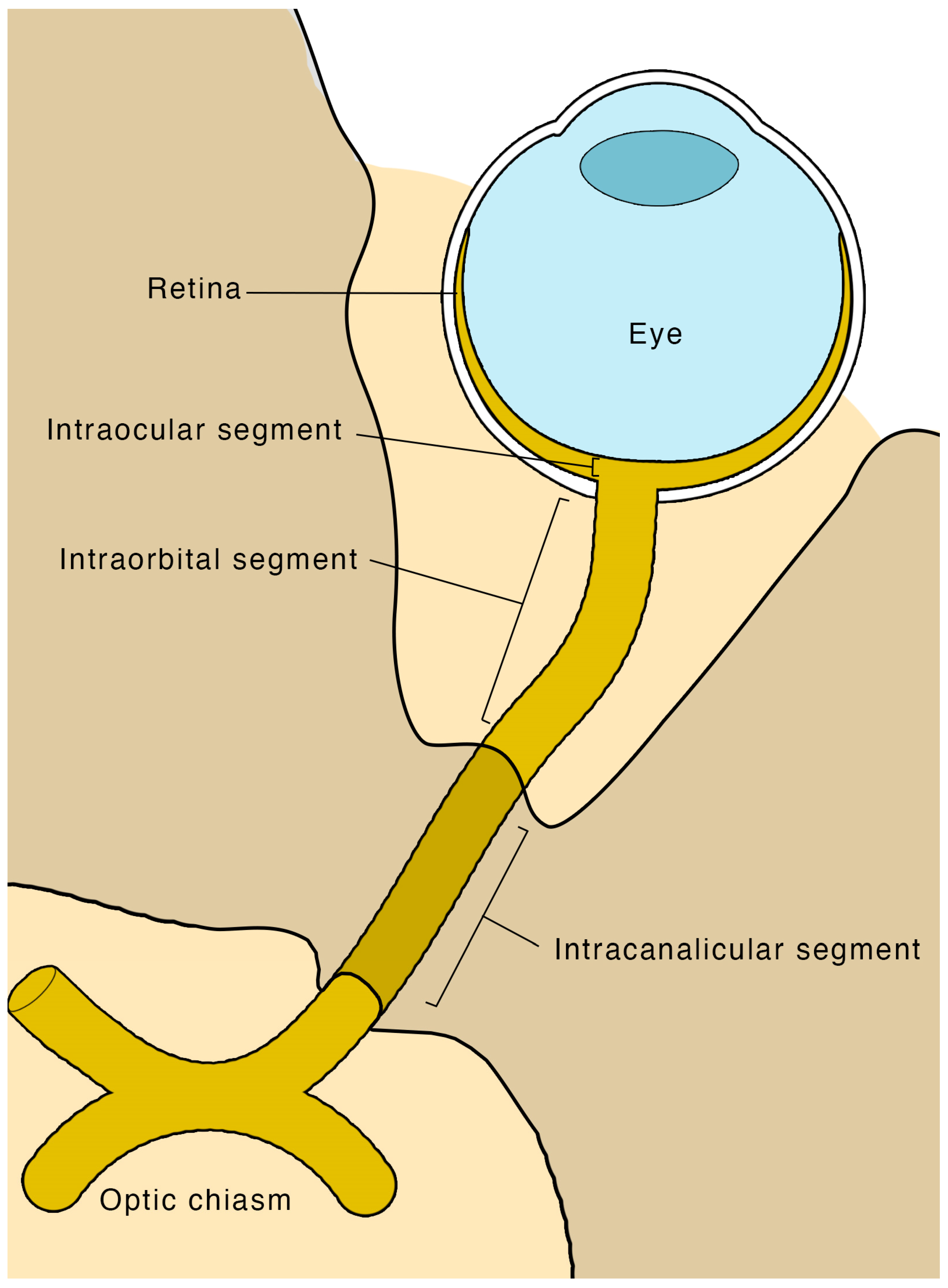 Optic Nerve Anatomy Biology Diagrams