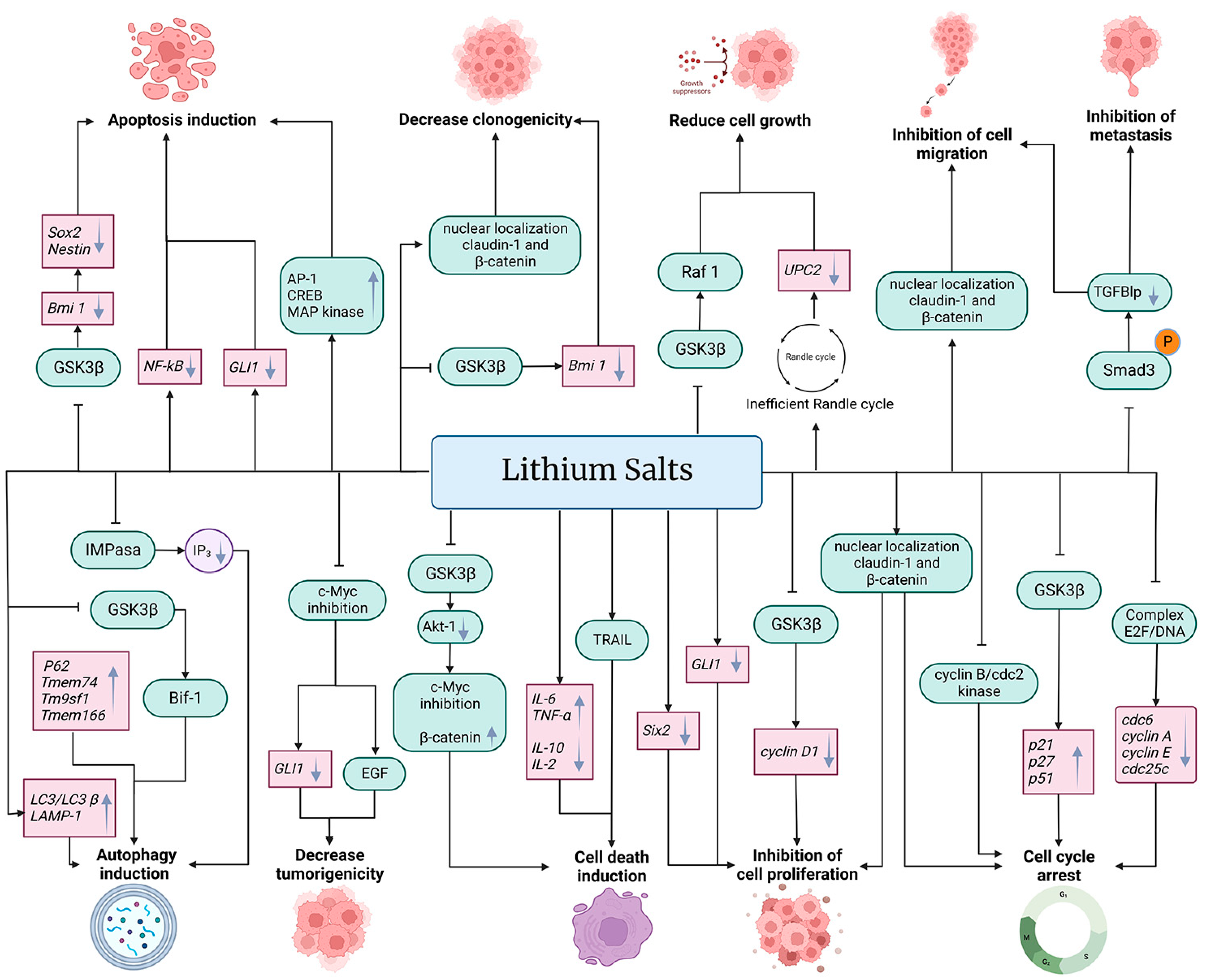 Life 13 00537 g002 Life 13 00537 g002