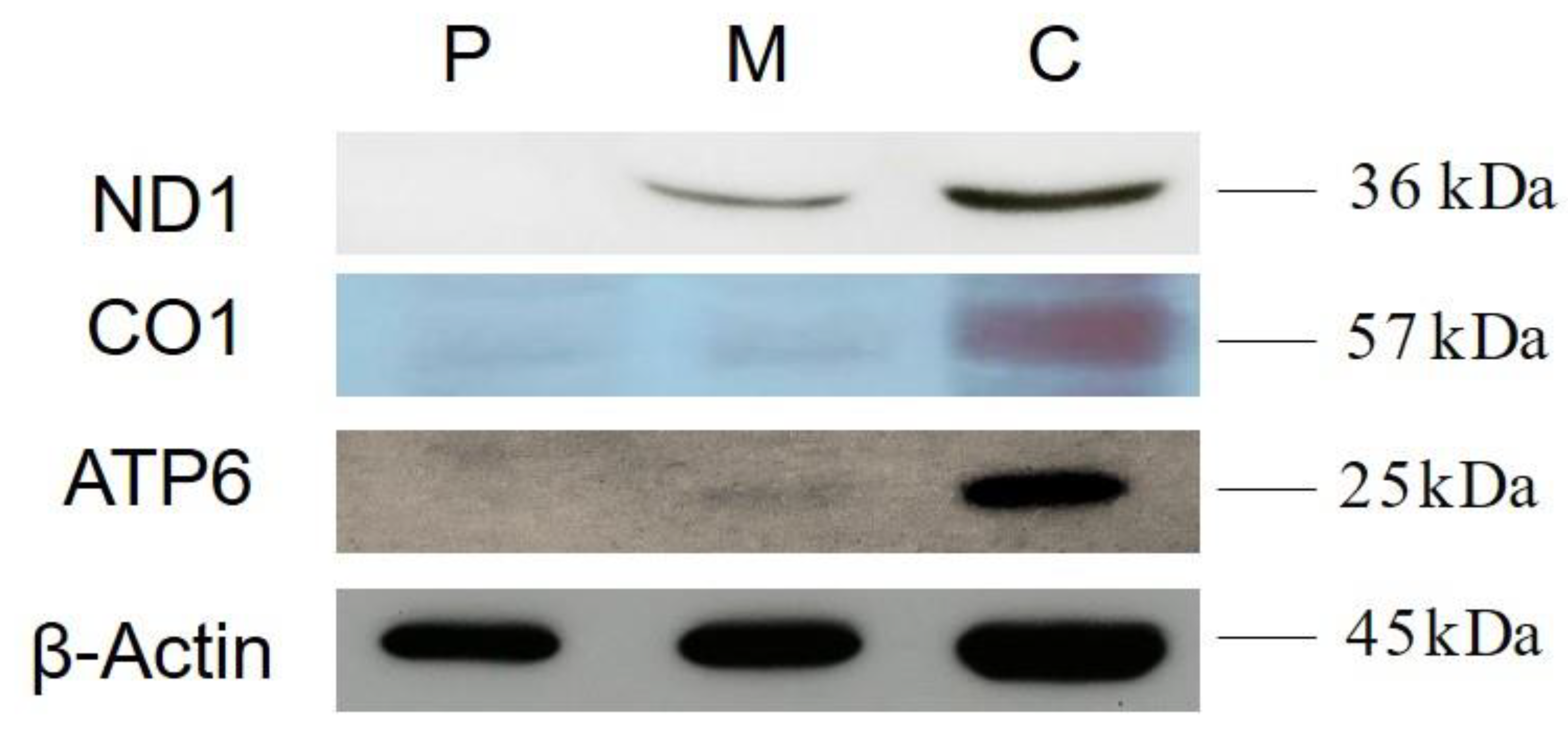 Life 13 00554 g005 Life 13 00554 g005